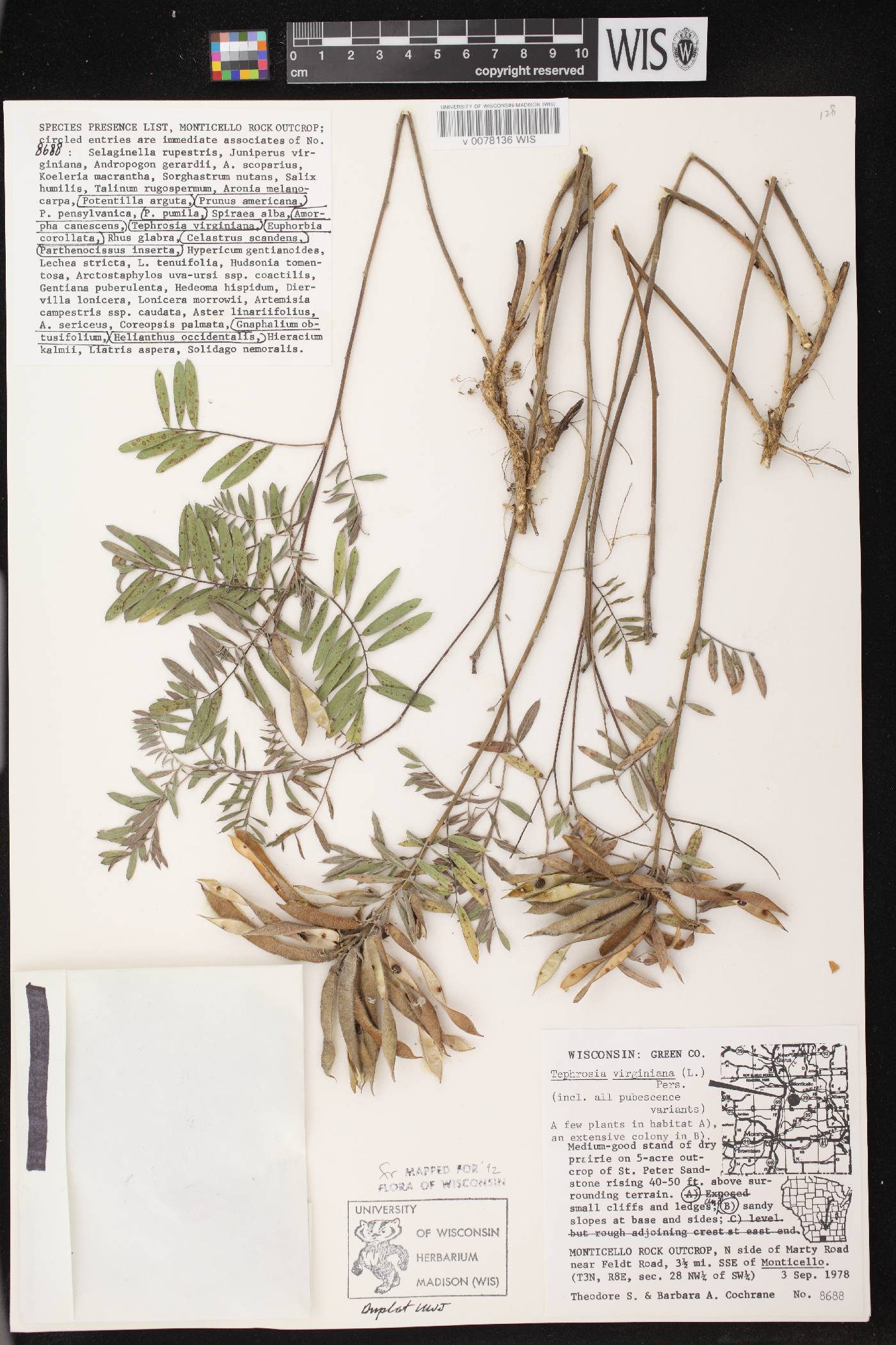 Tephrosia virginiana image