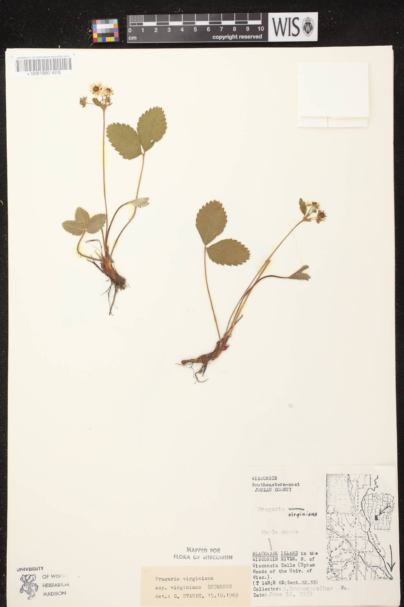 Fragaria virginiana image