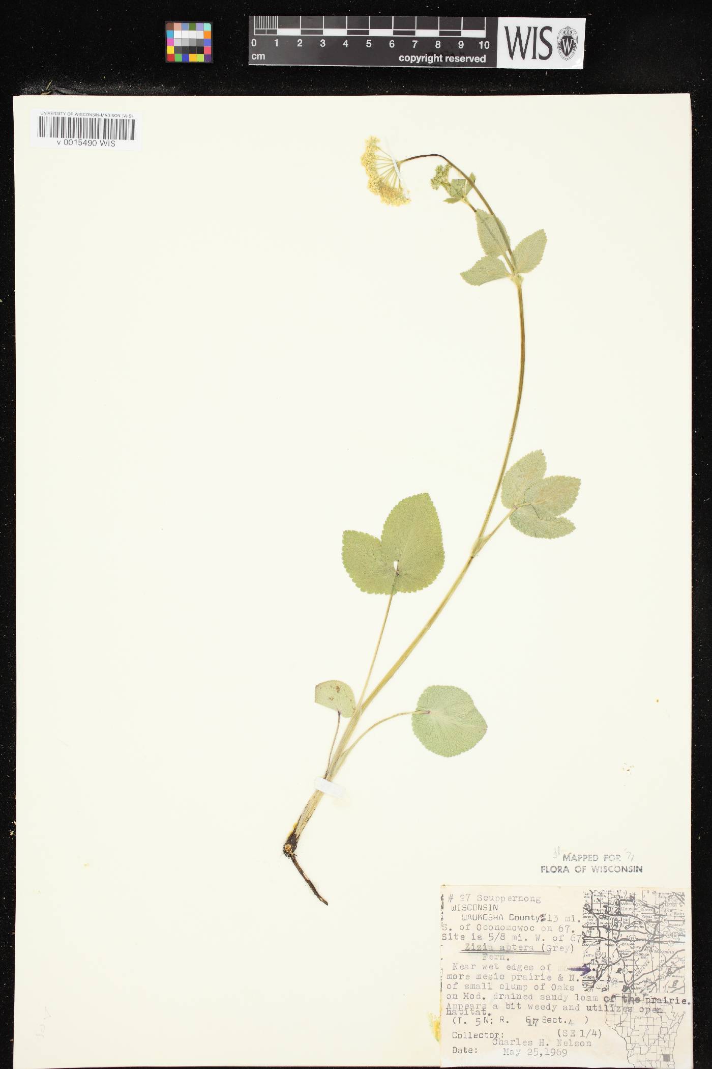 Zizia aptera image