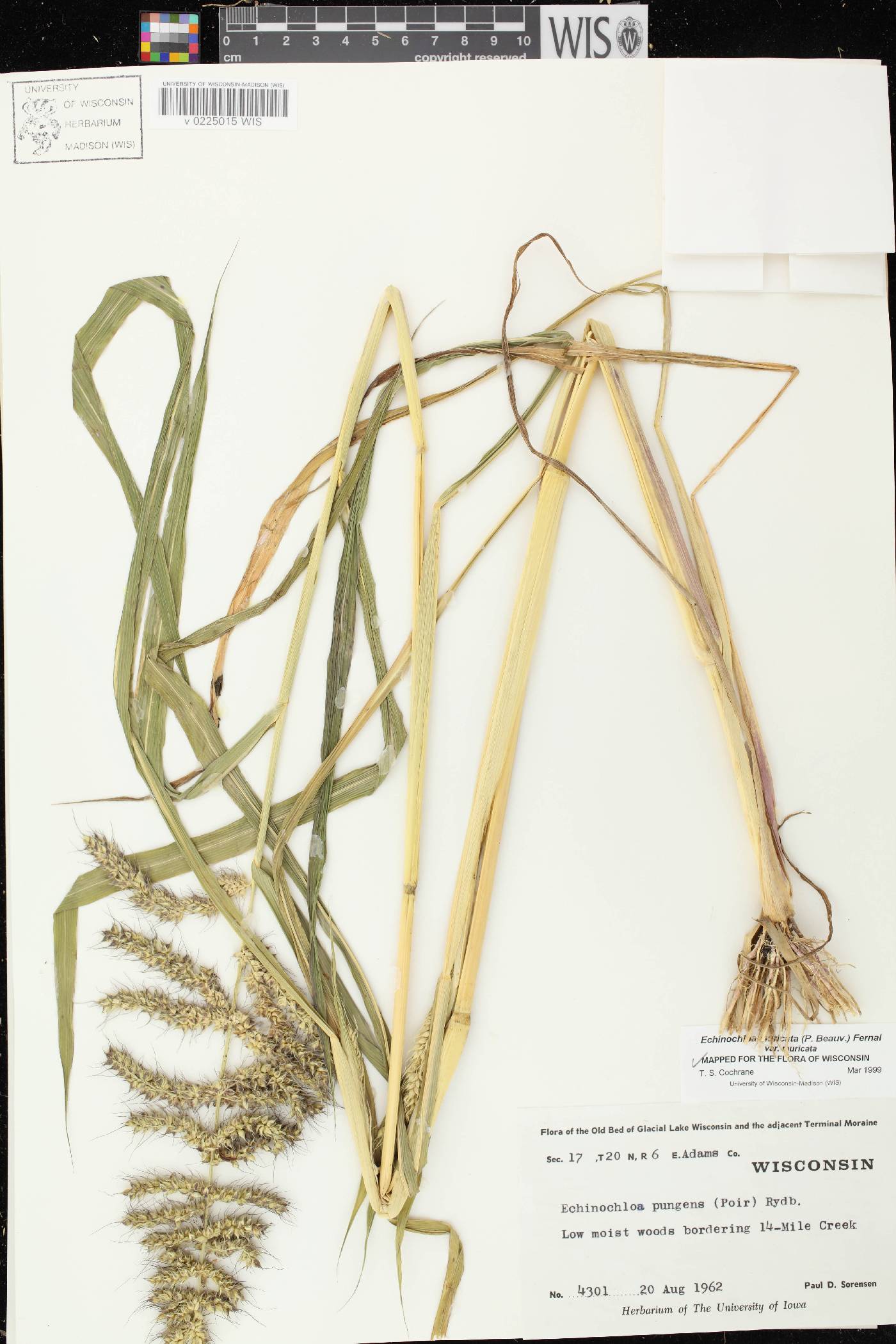 Echinochloa muricata var. muricata image