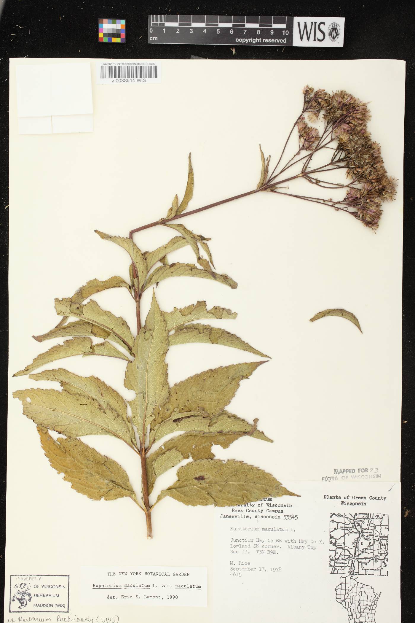 Eutrochium maculatum image
