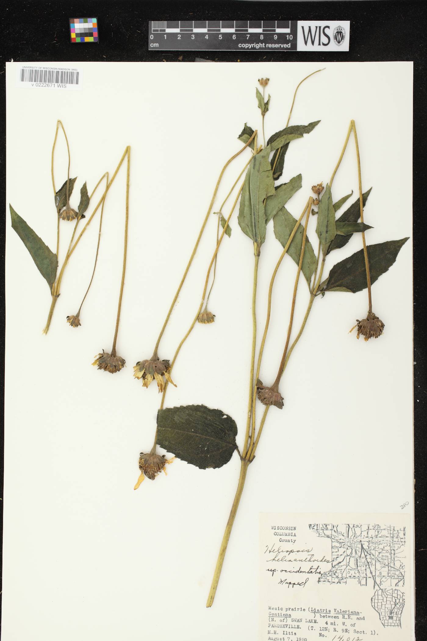 Heliopsis helianthoides var. scabra image