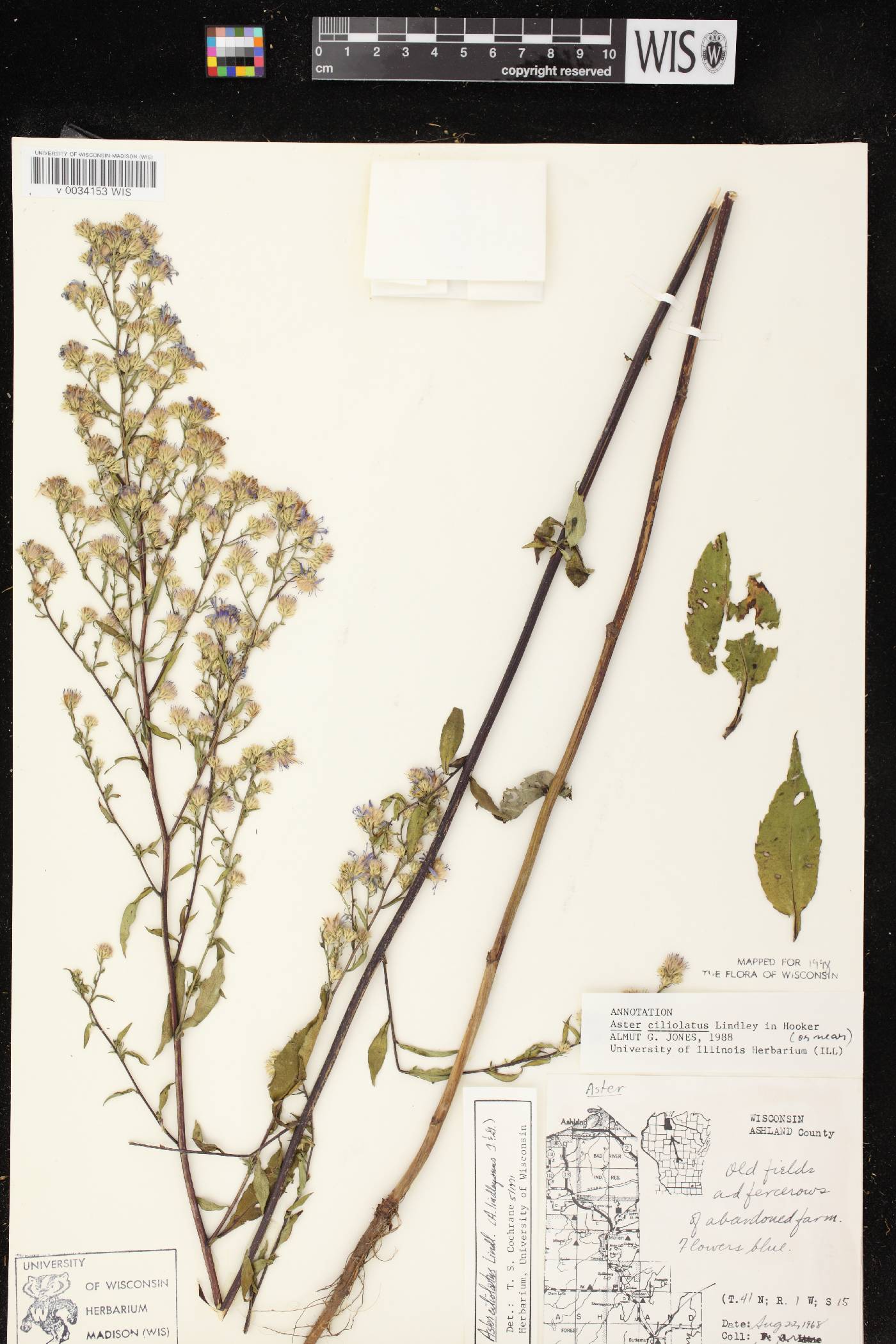 Symphyotrichum ciliolatum image