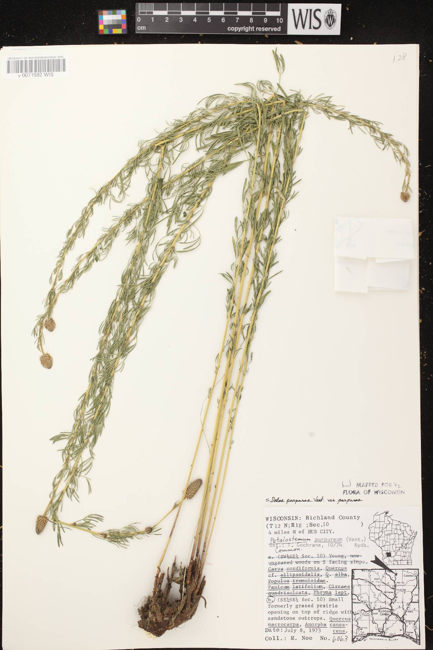 Dalea purpurea var. purpurea image