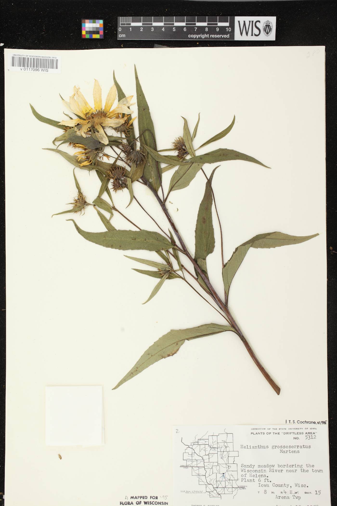 Helianthus grosseserratus image