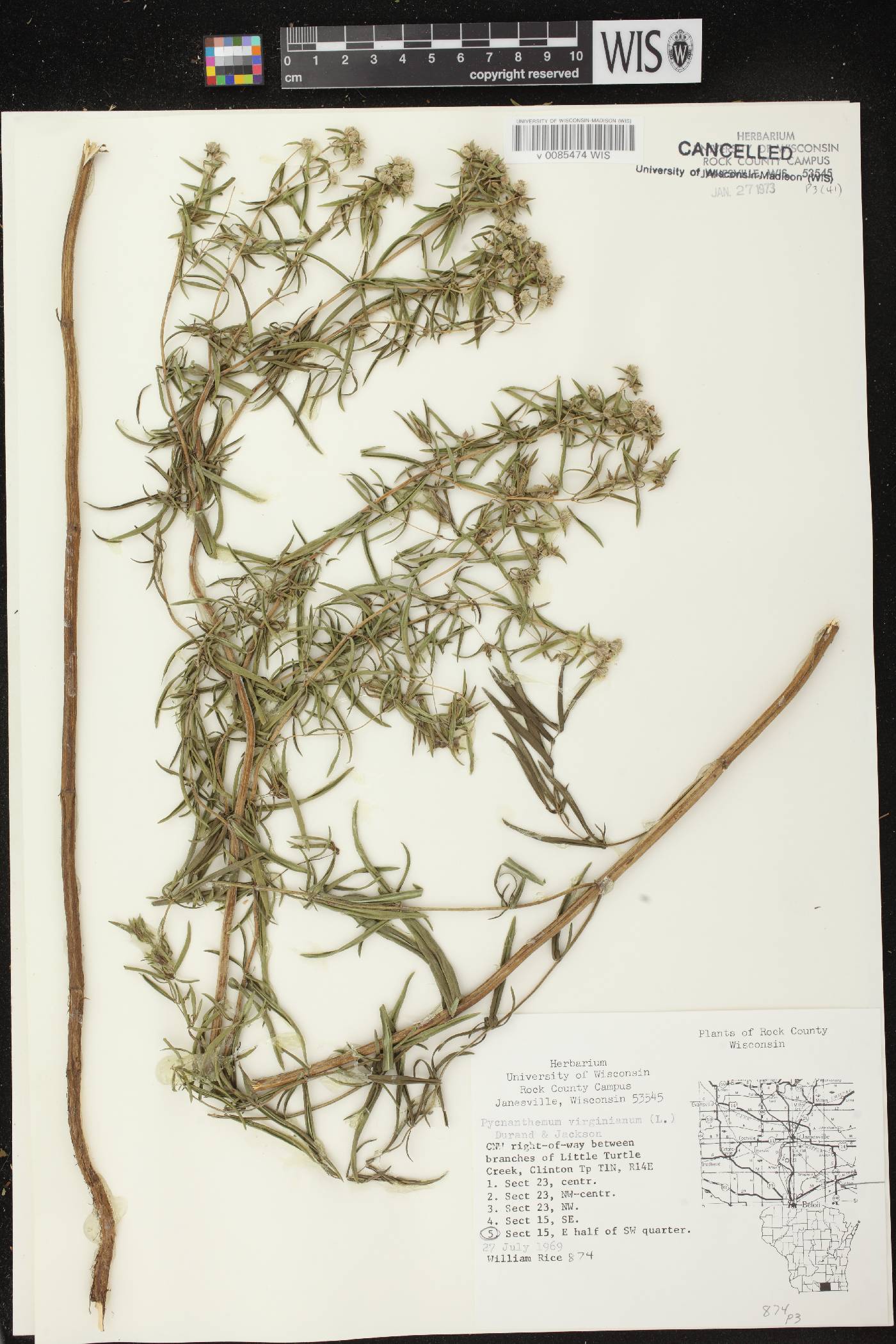Pycnanthemum virginianum image