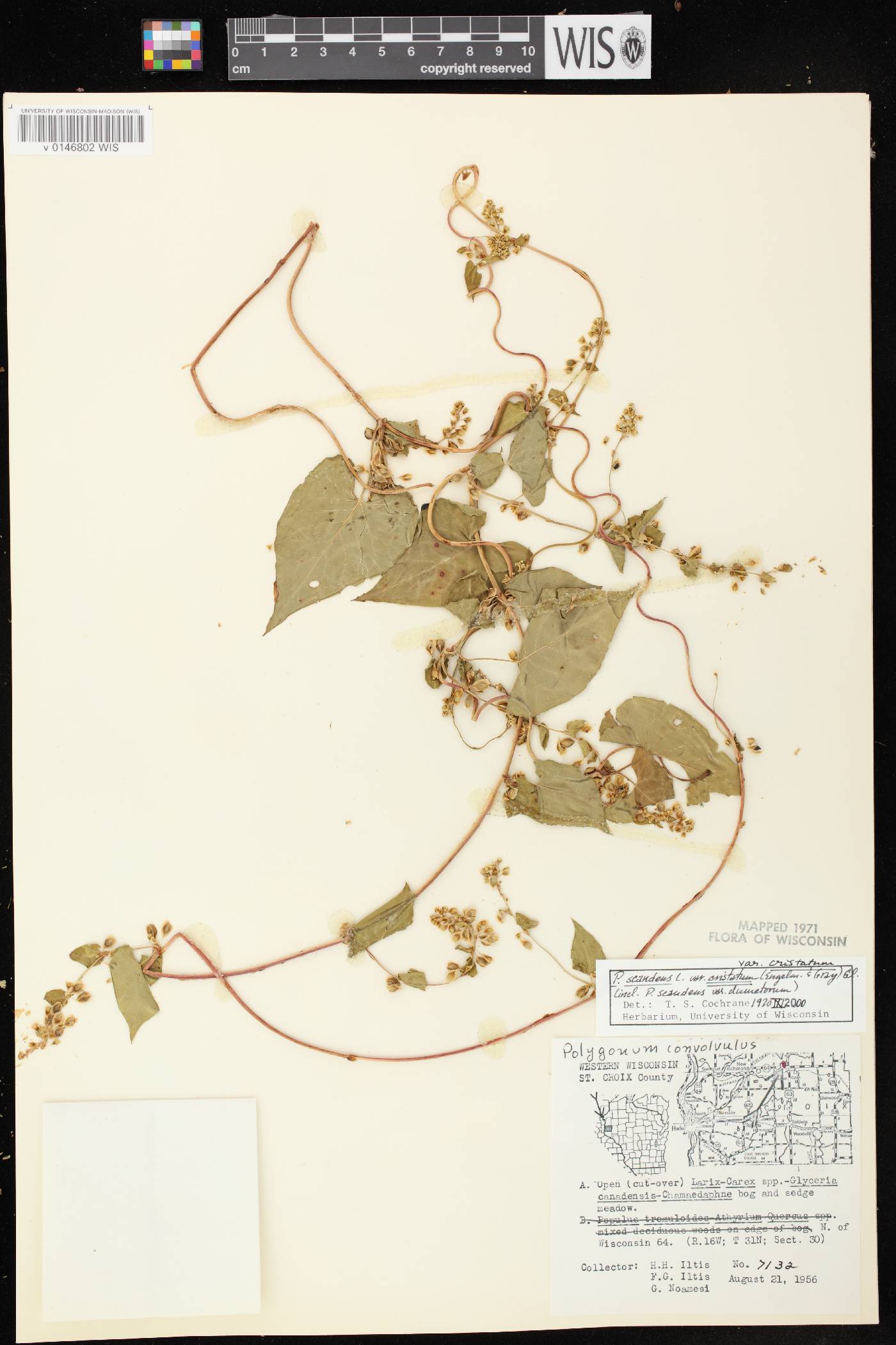 Fallopia scandens image