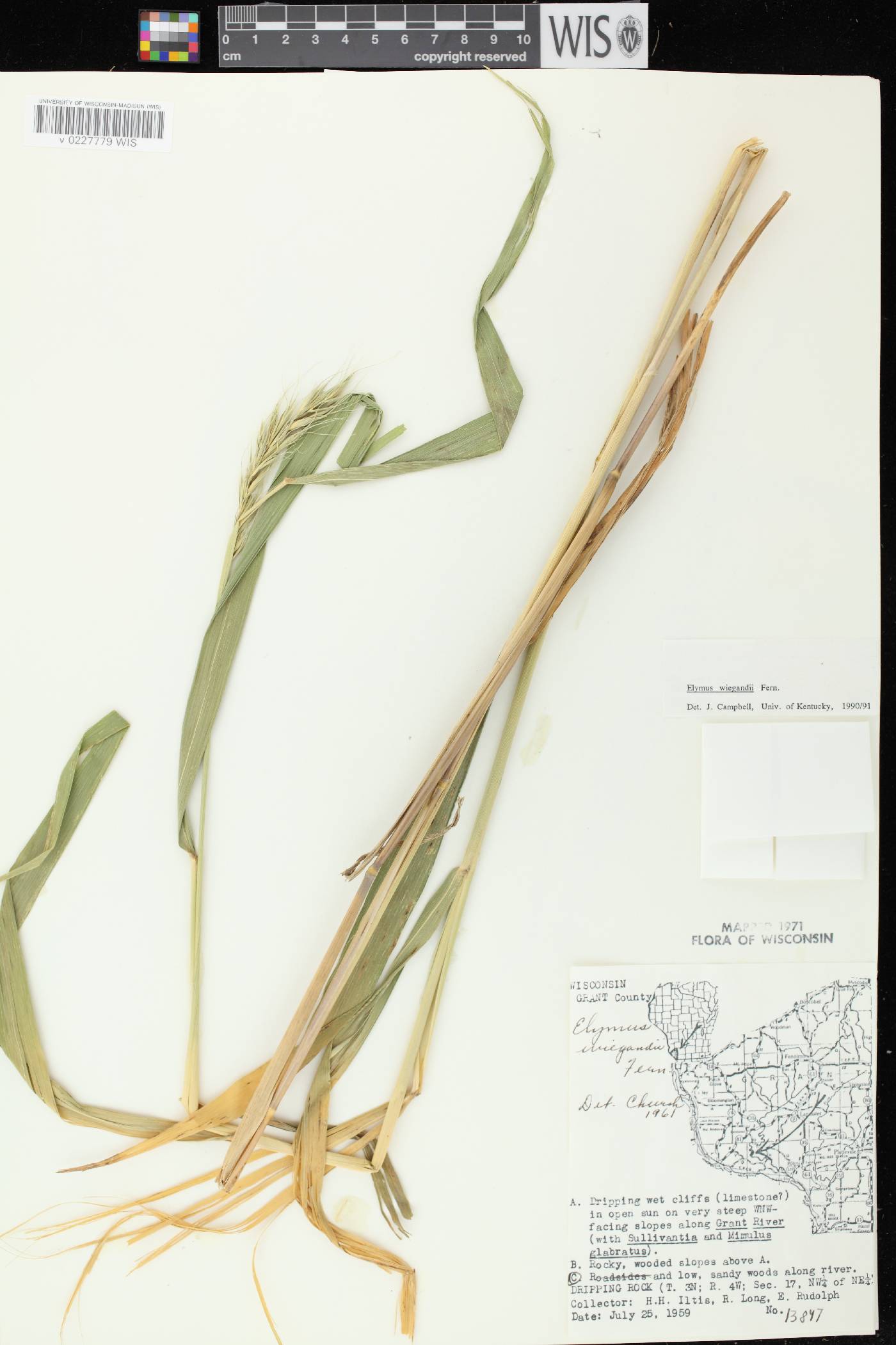Elymus wiegandii image