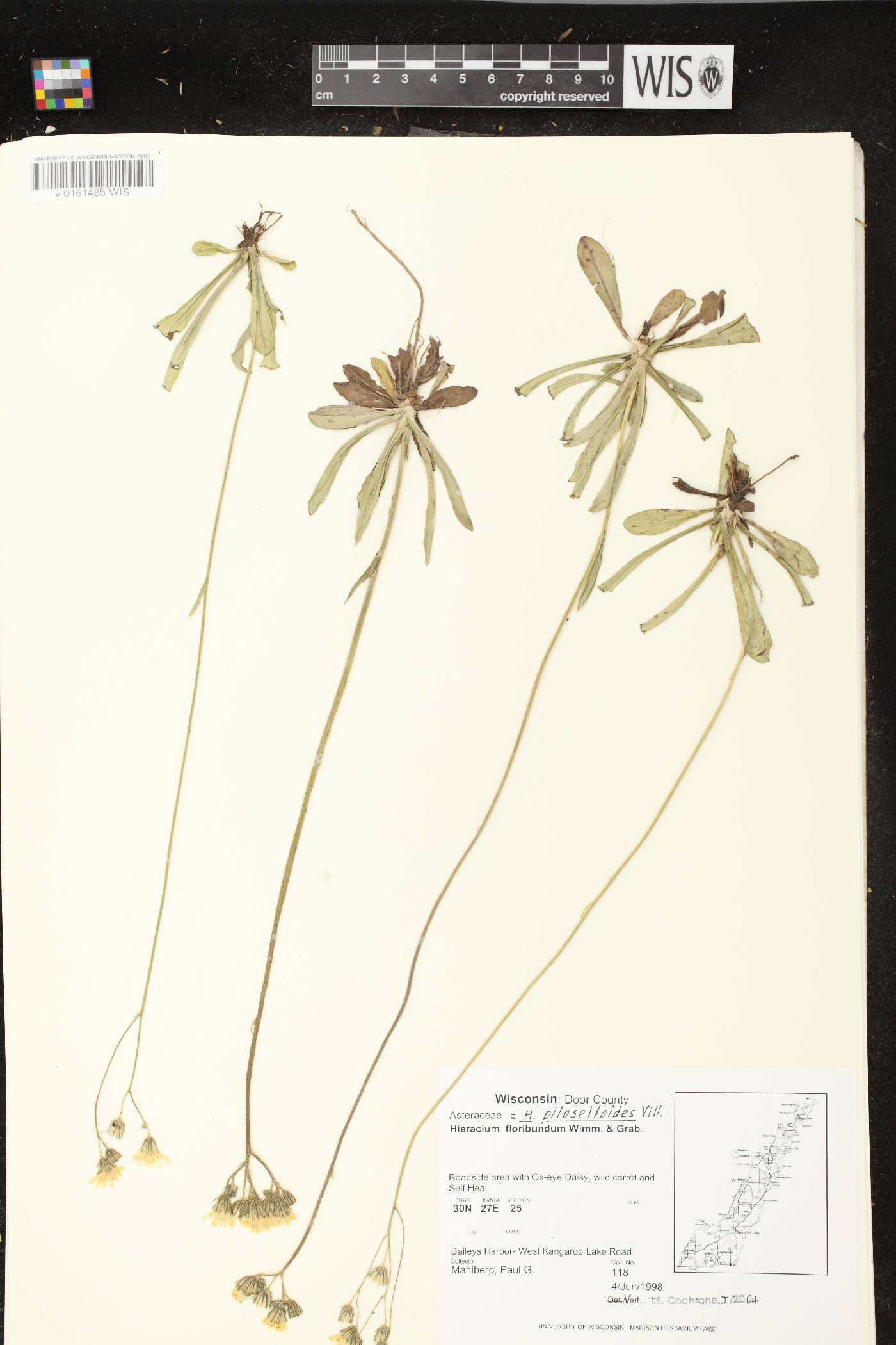 Hieracium piloselloides image