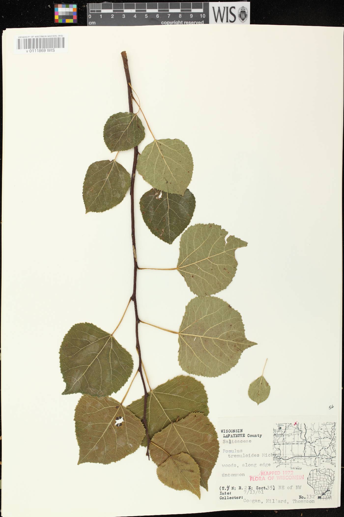Populus tremuloides image