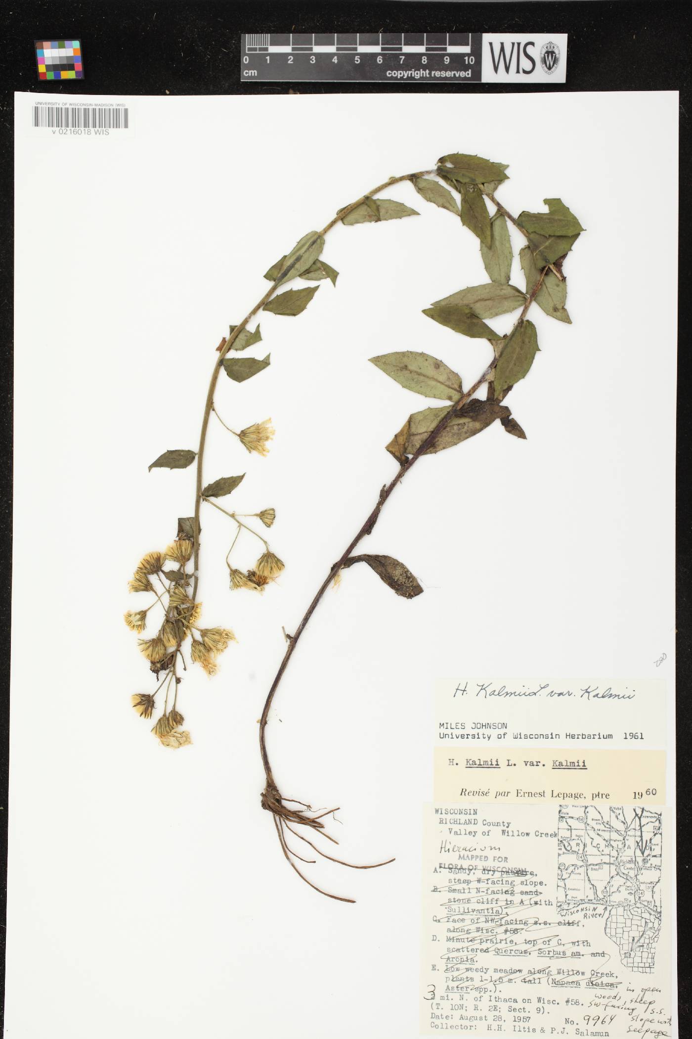 Hieracium umbellatum image