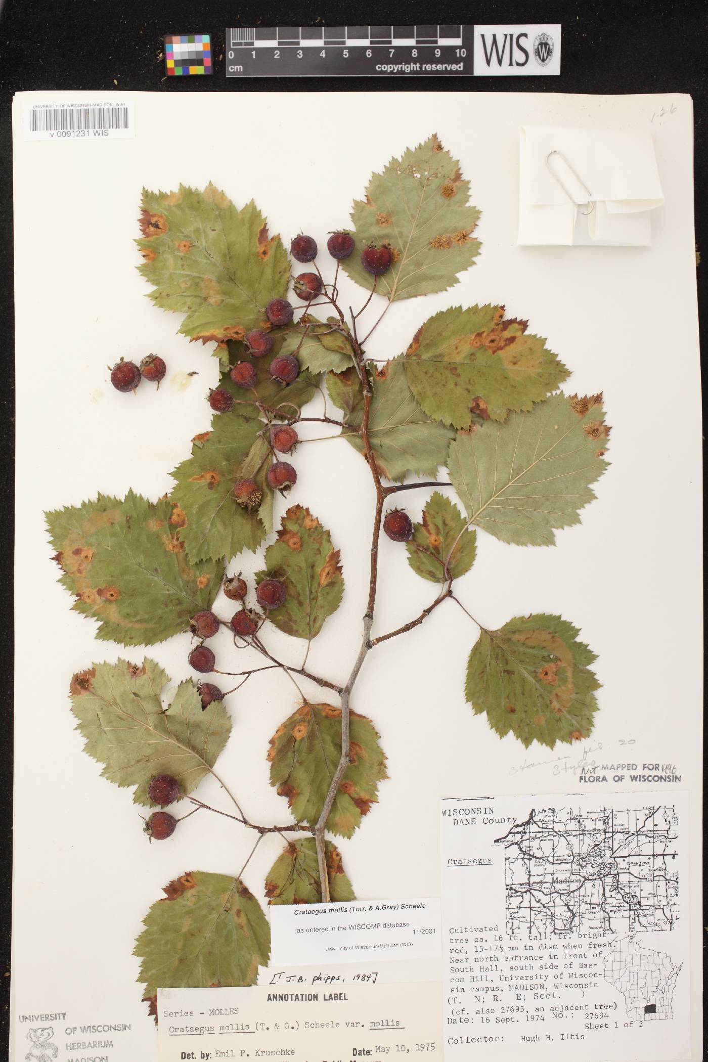 Crataegus mollis image
