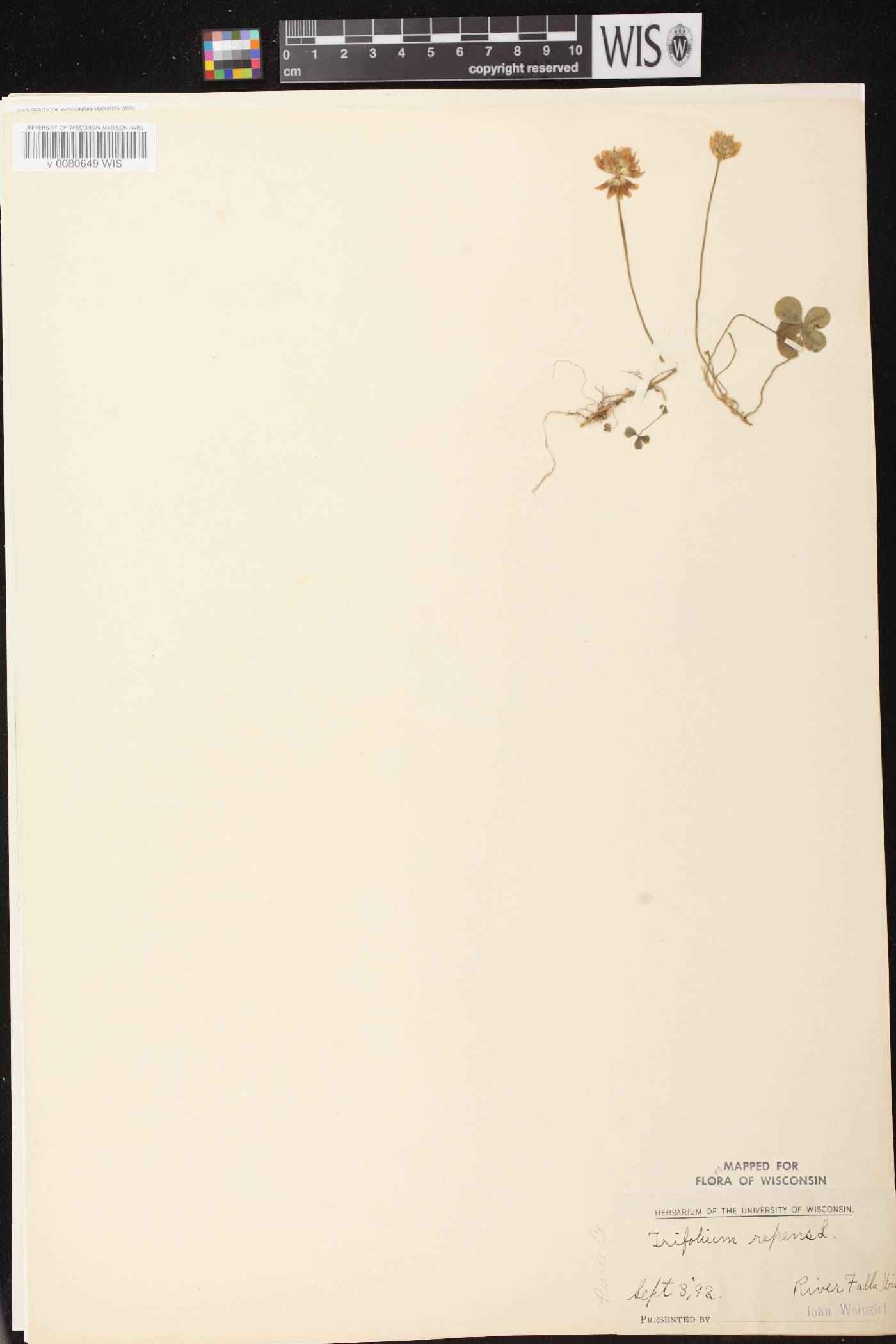 Trifolium repens image