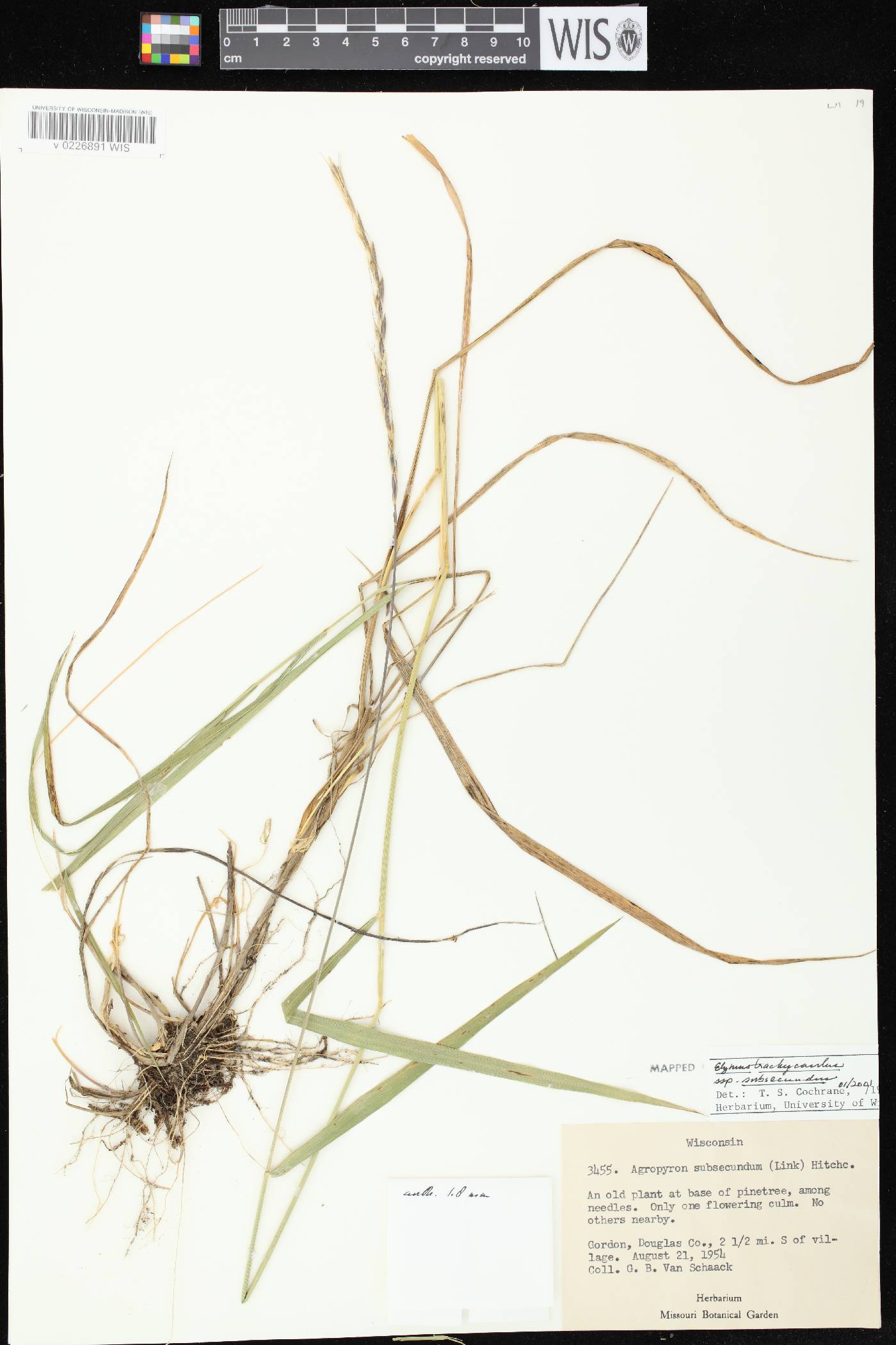 Elymus trachycaulus subsp. subsecundus image