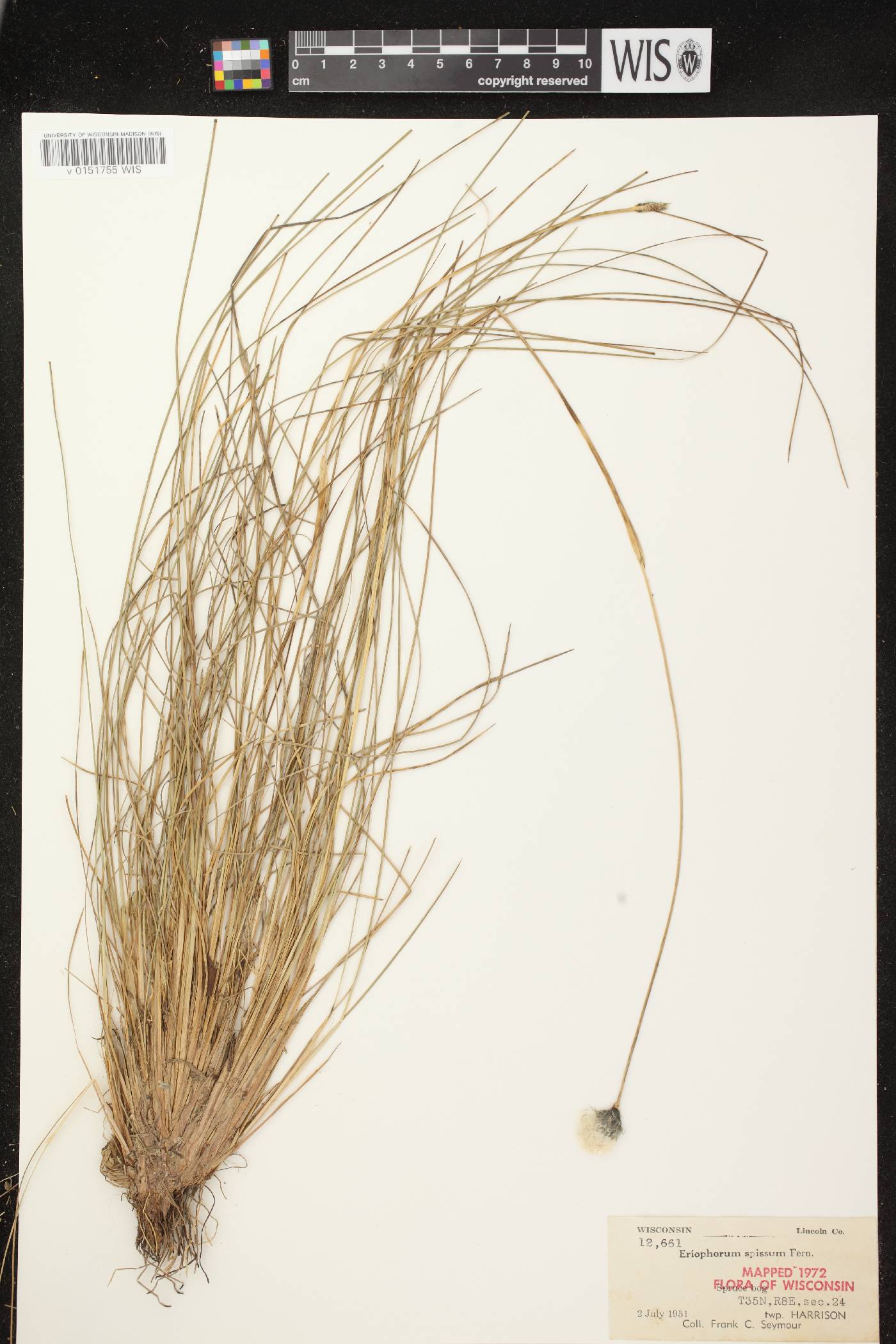 Eriophorum vaginatum image