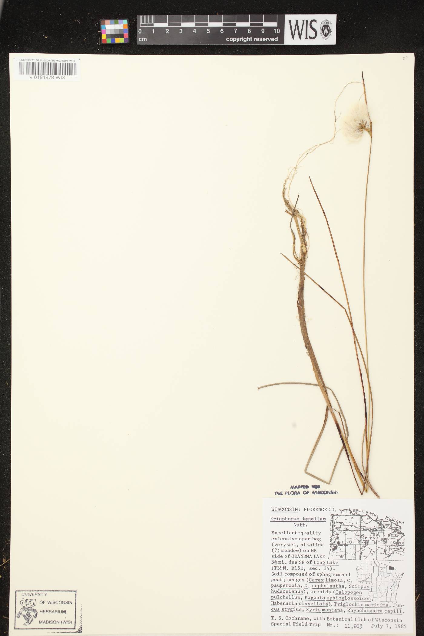 Eriophorum tenellum image