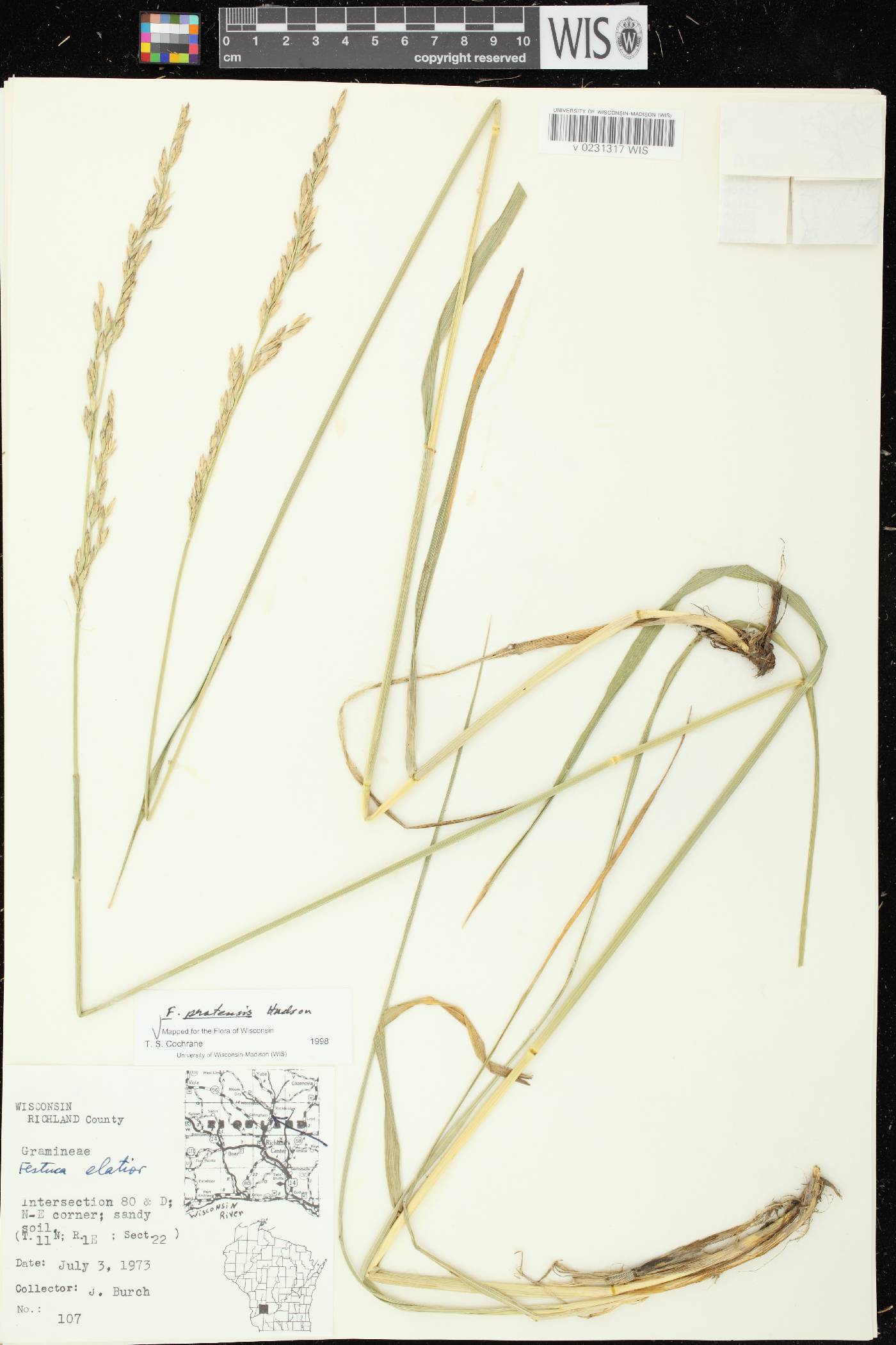 Lolium pratense image