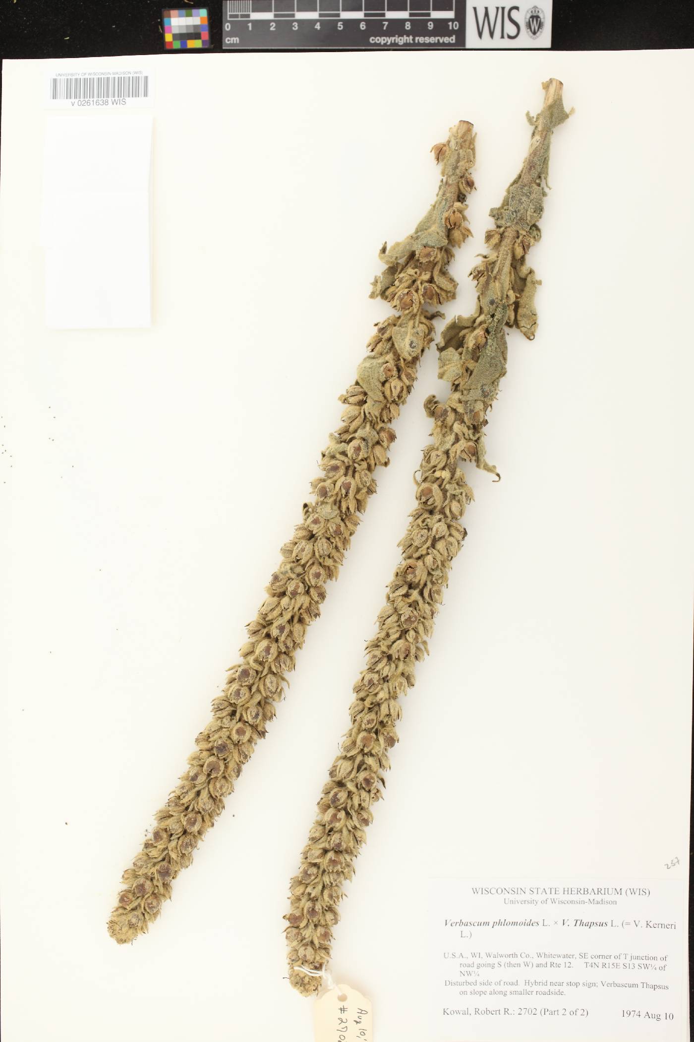 Verbascum X kerneri image