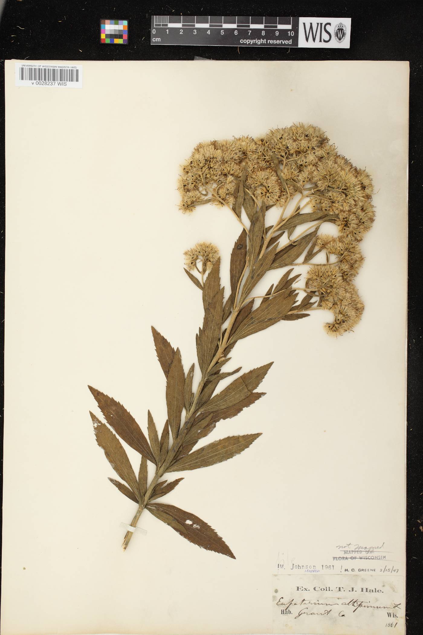 Eupatorium altissimum image