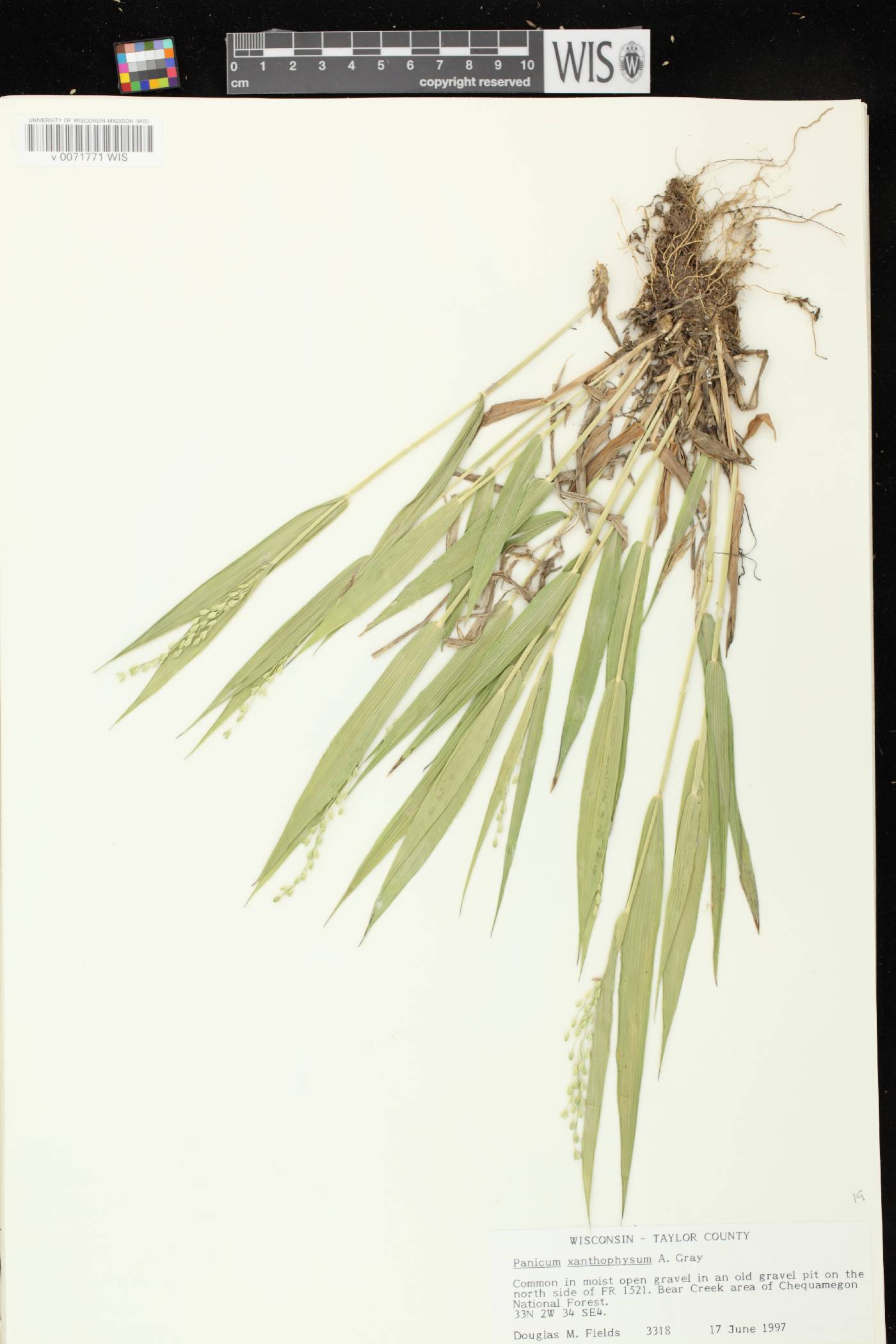 Dichanthelium xanthophysum image