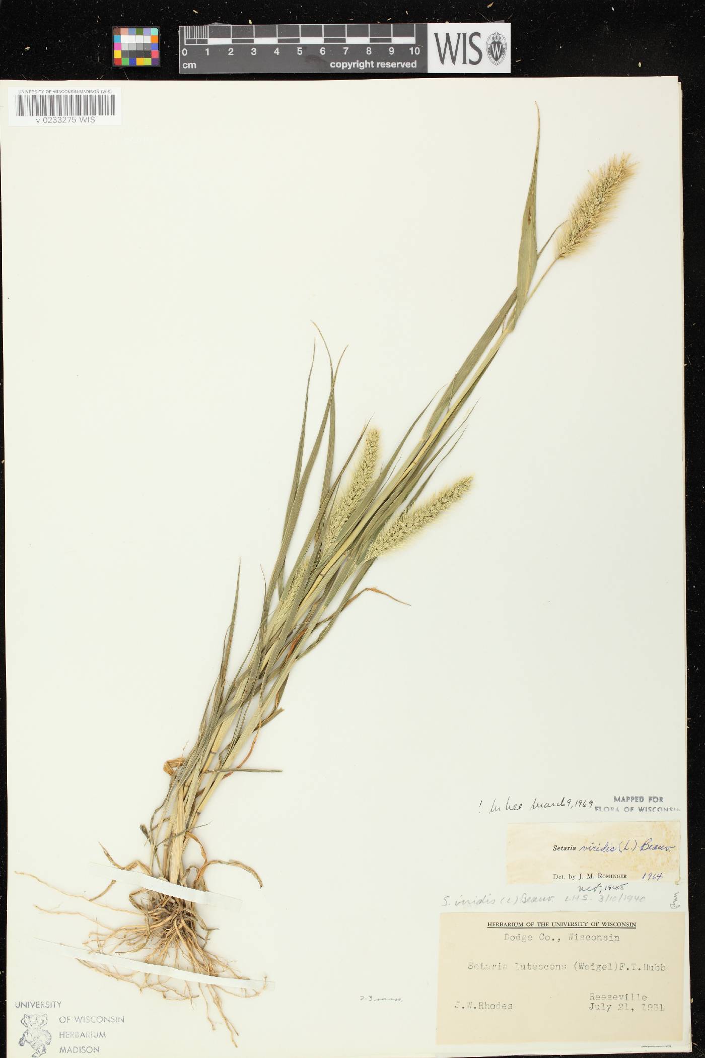 Setaria viridis var. viridis image