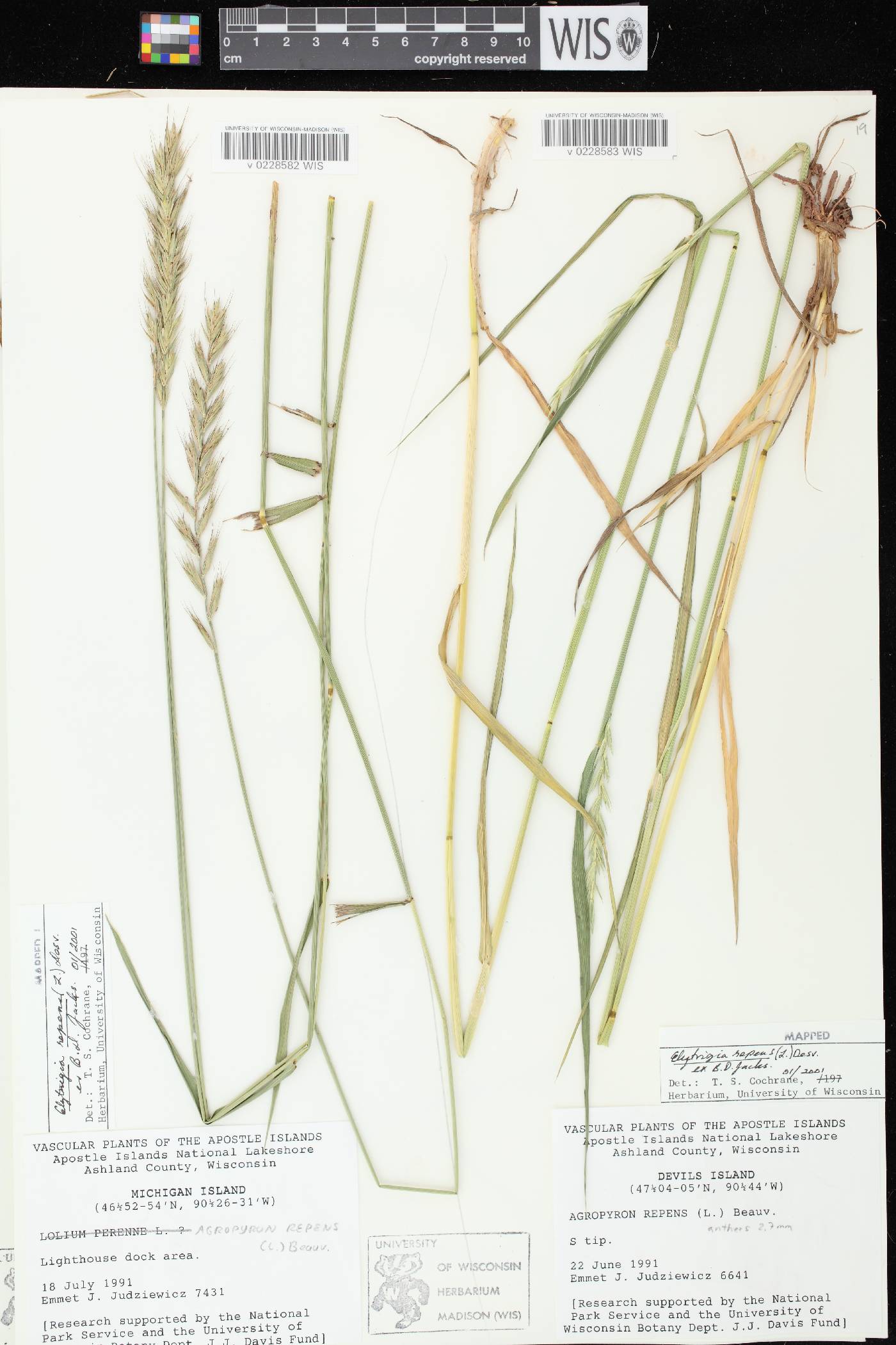 Elymus repens image
