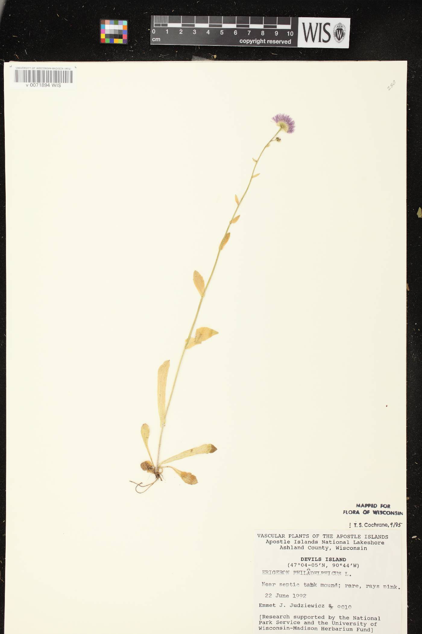 Erigeron philadelphicus var. philadelphicus image