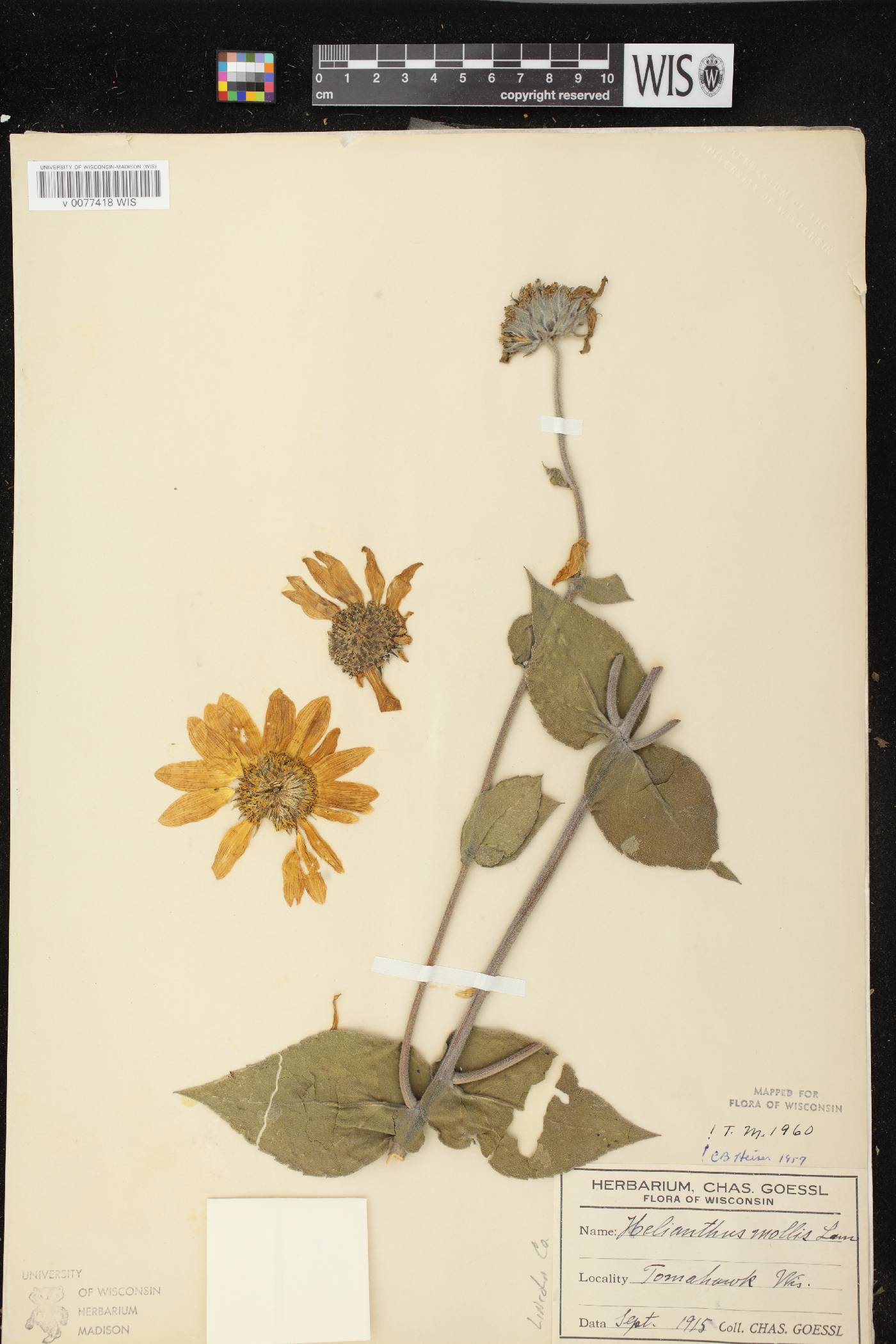 Helianthus mollis image