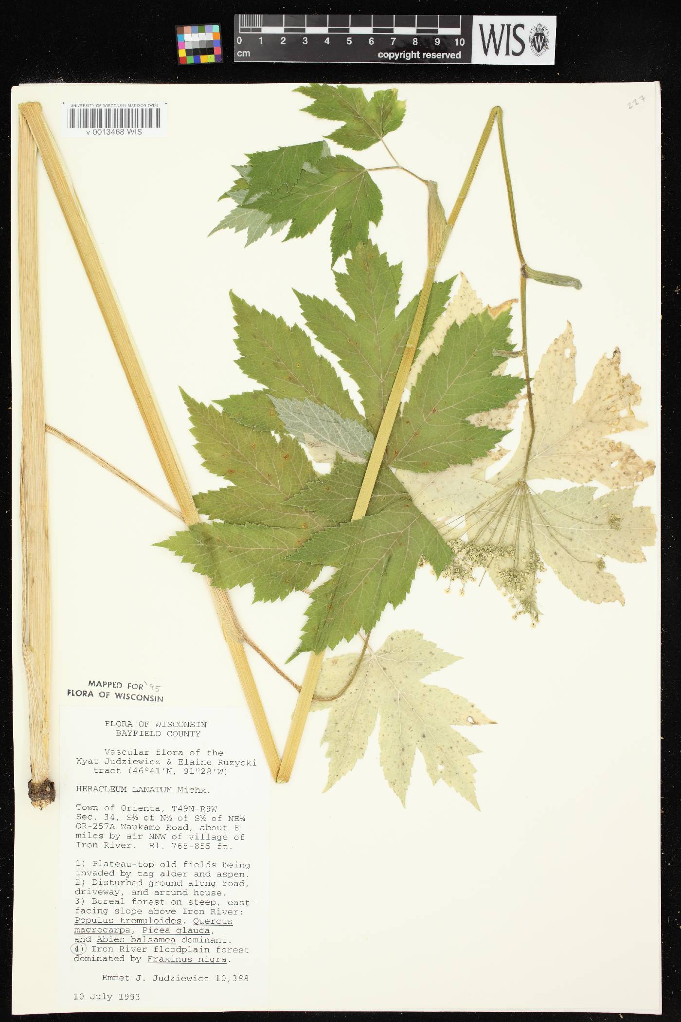 Heracleum maximum image