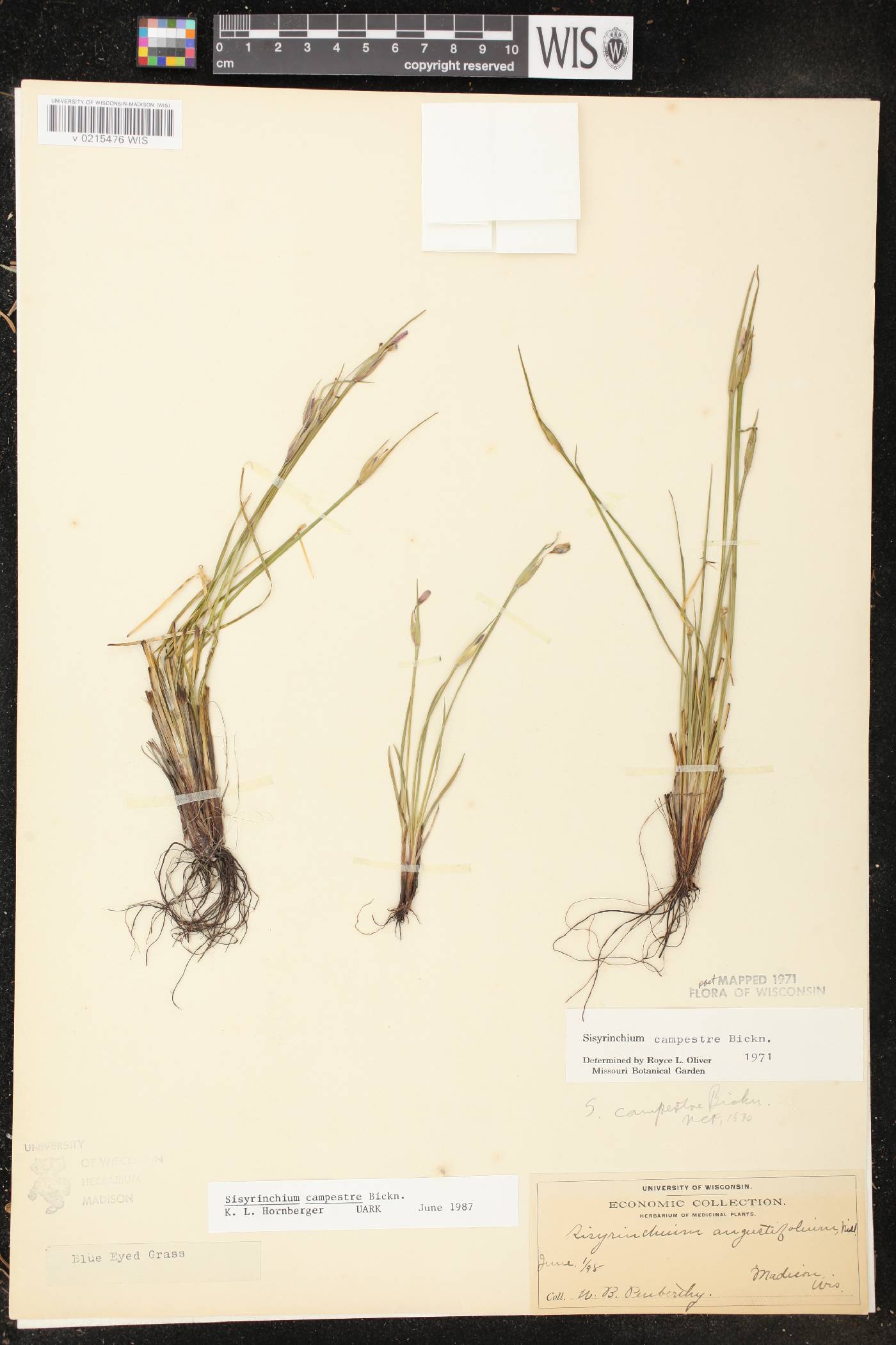 Sisyrinchium campestre image