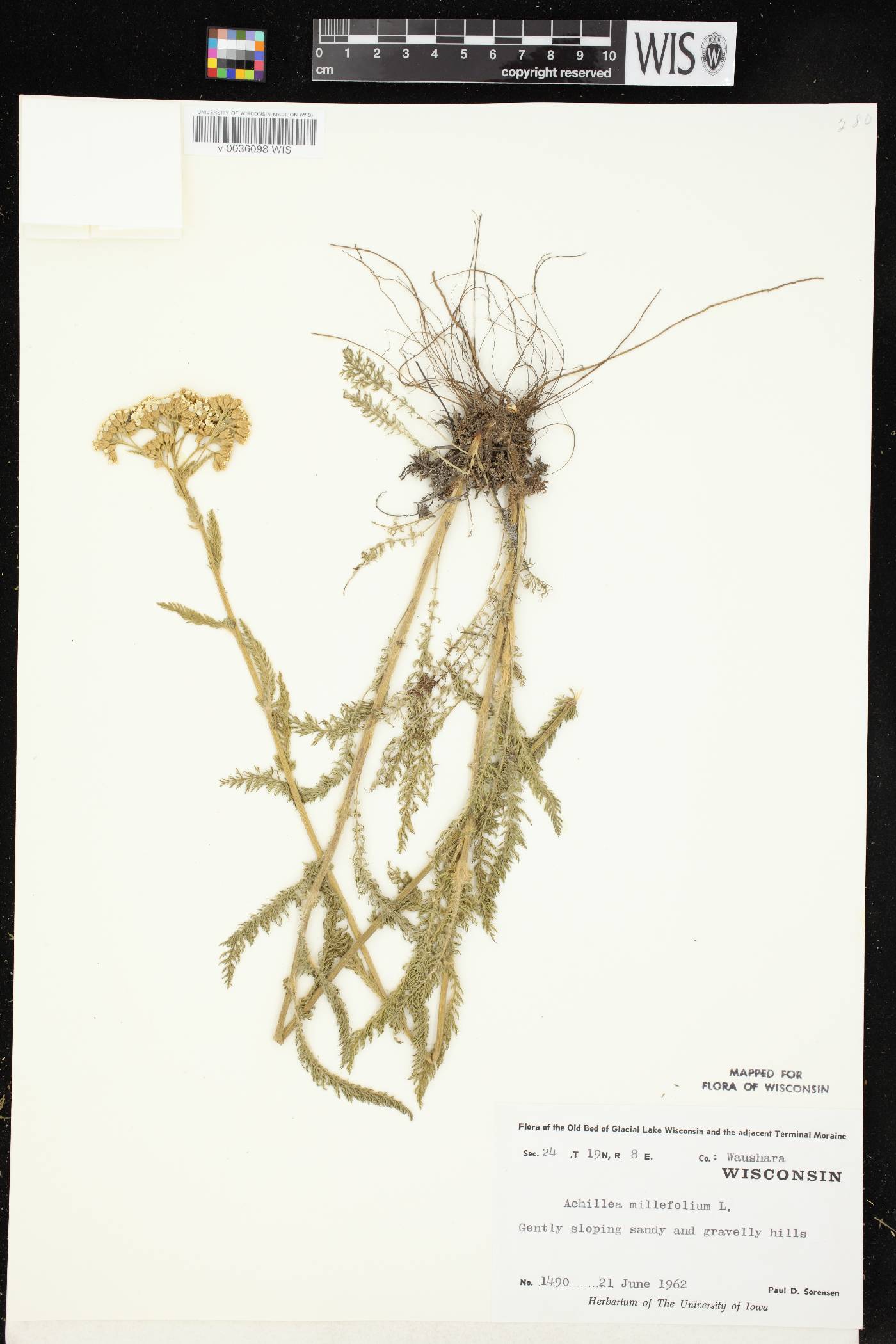 Achillea millefolium image