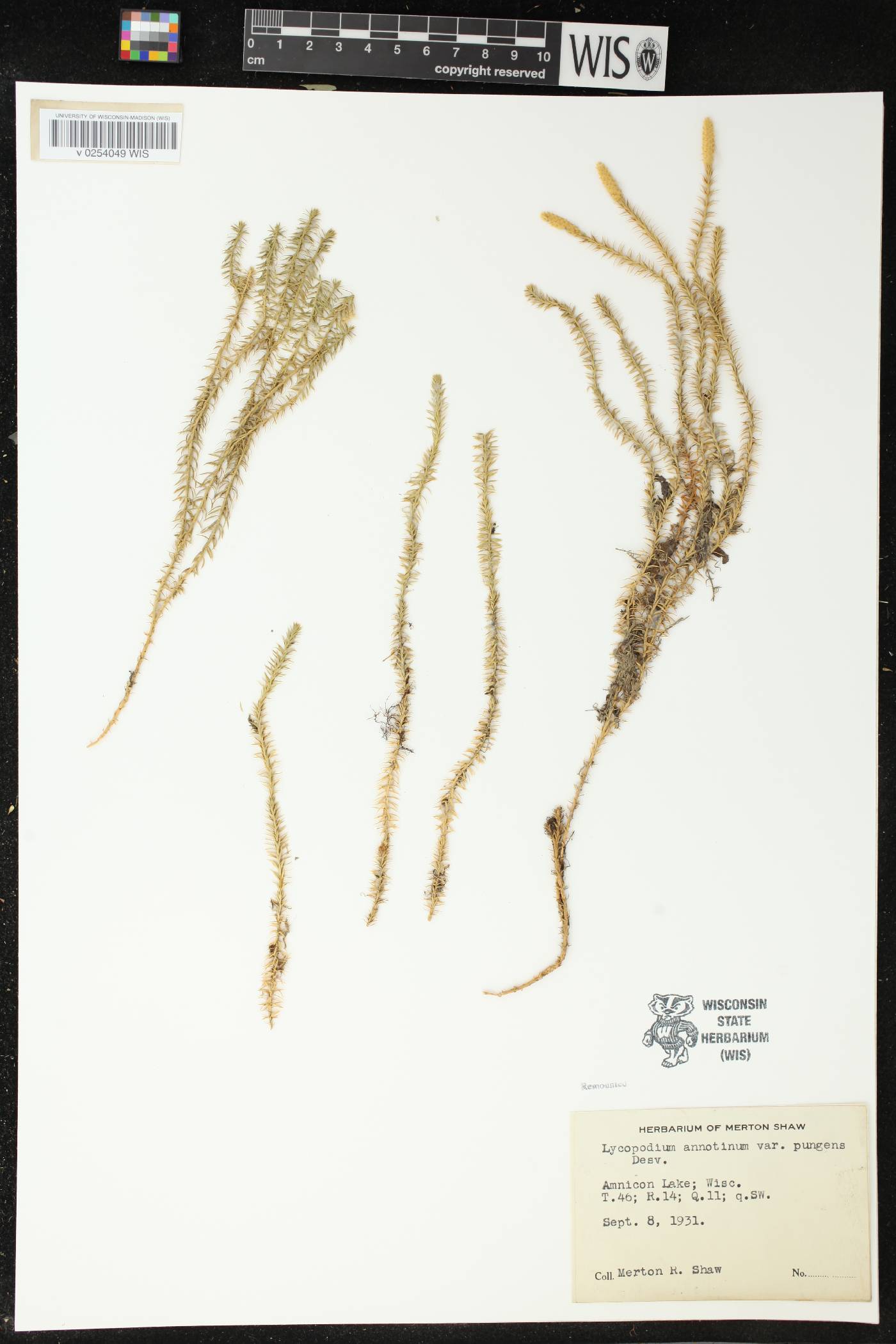Spinulum annotinum image