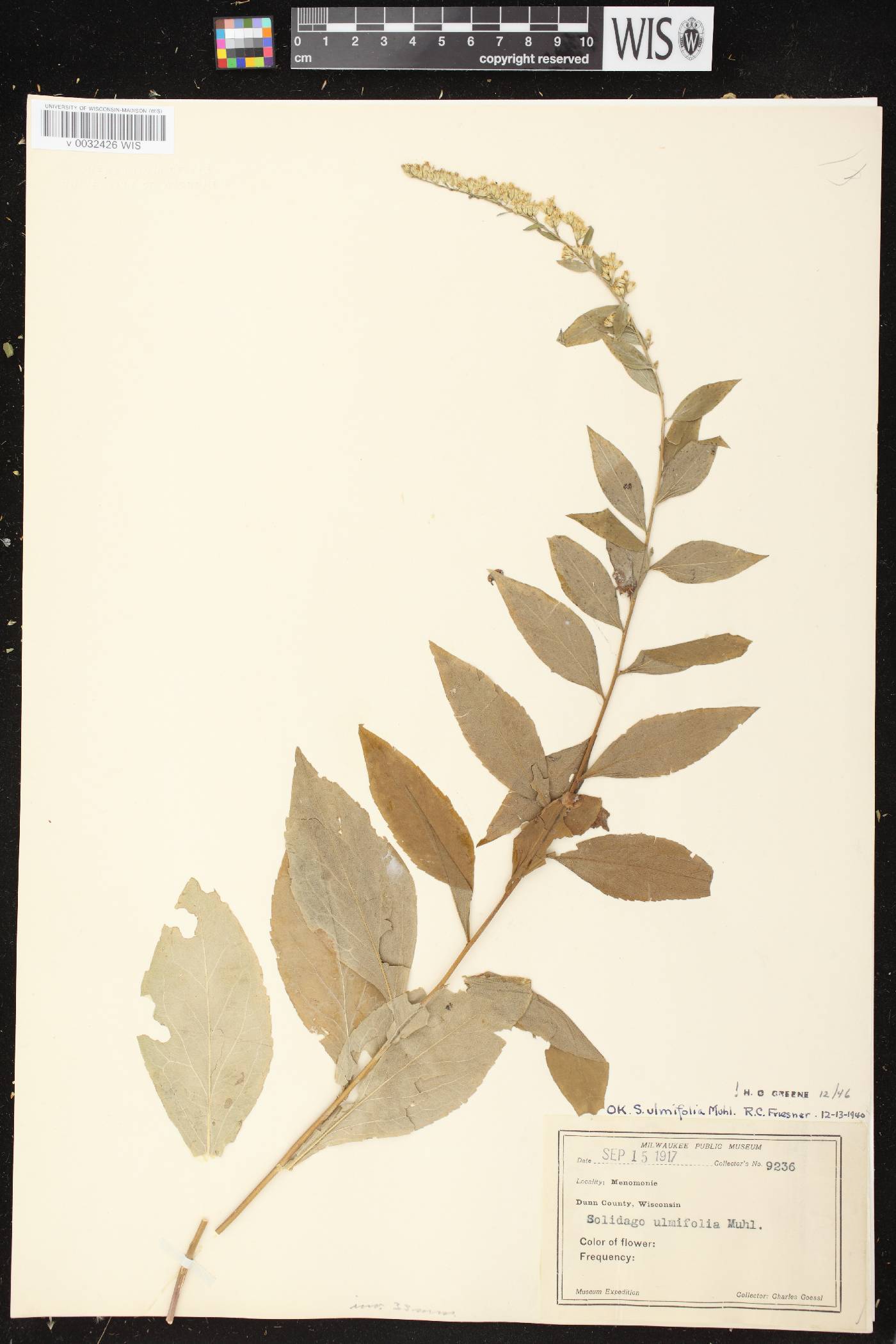 Solidago ulmifolia var. ulmifolia image
