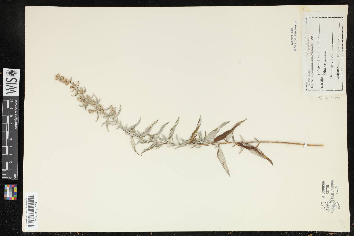 Artemisia ludoviciana image