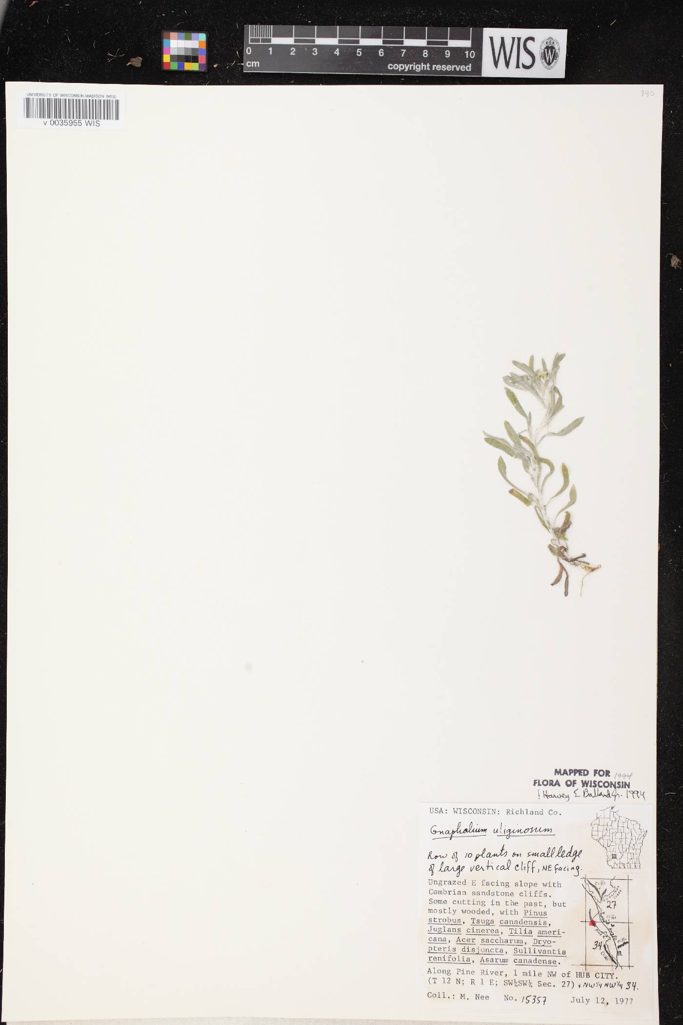 Gnaphalium uliginosum image
