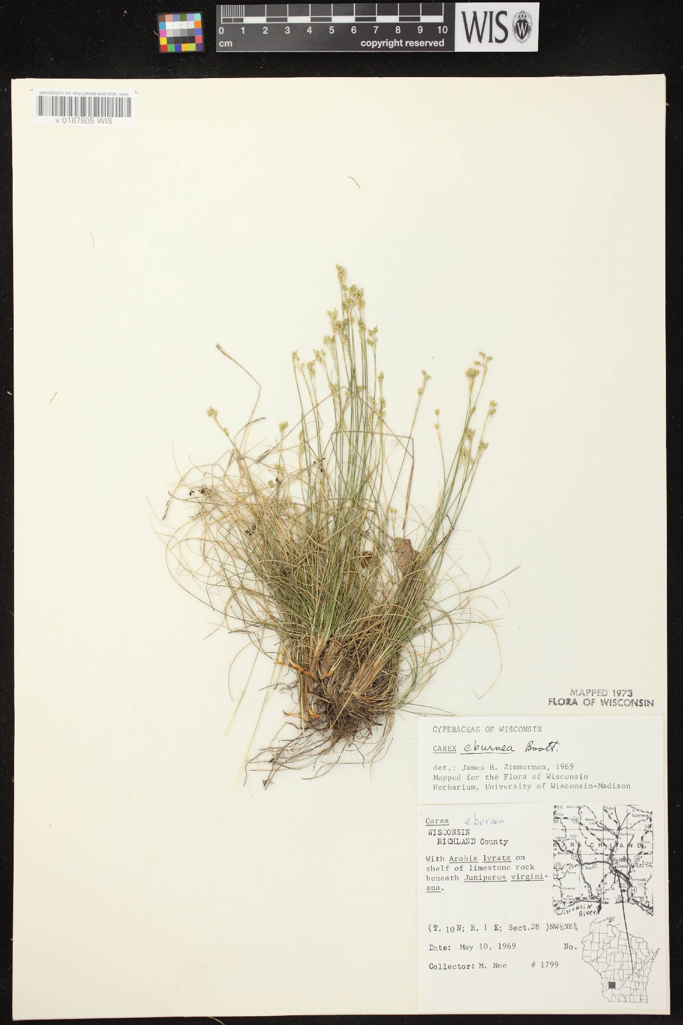 Carex eburnea image