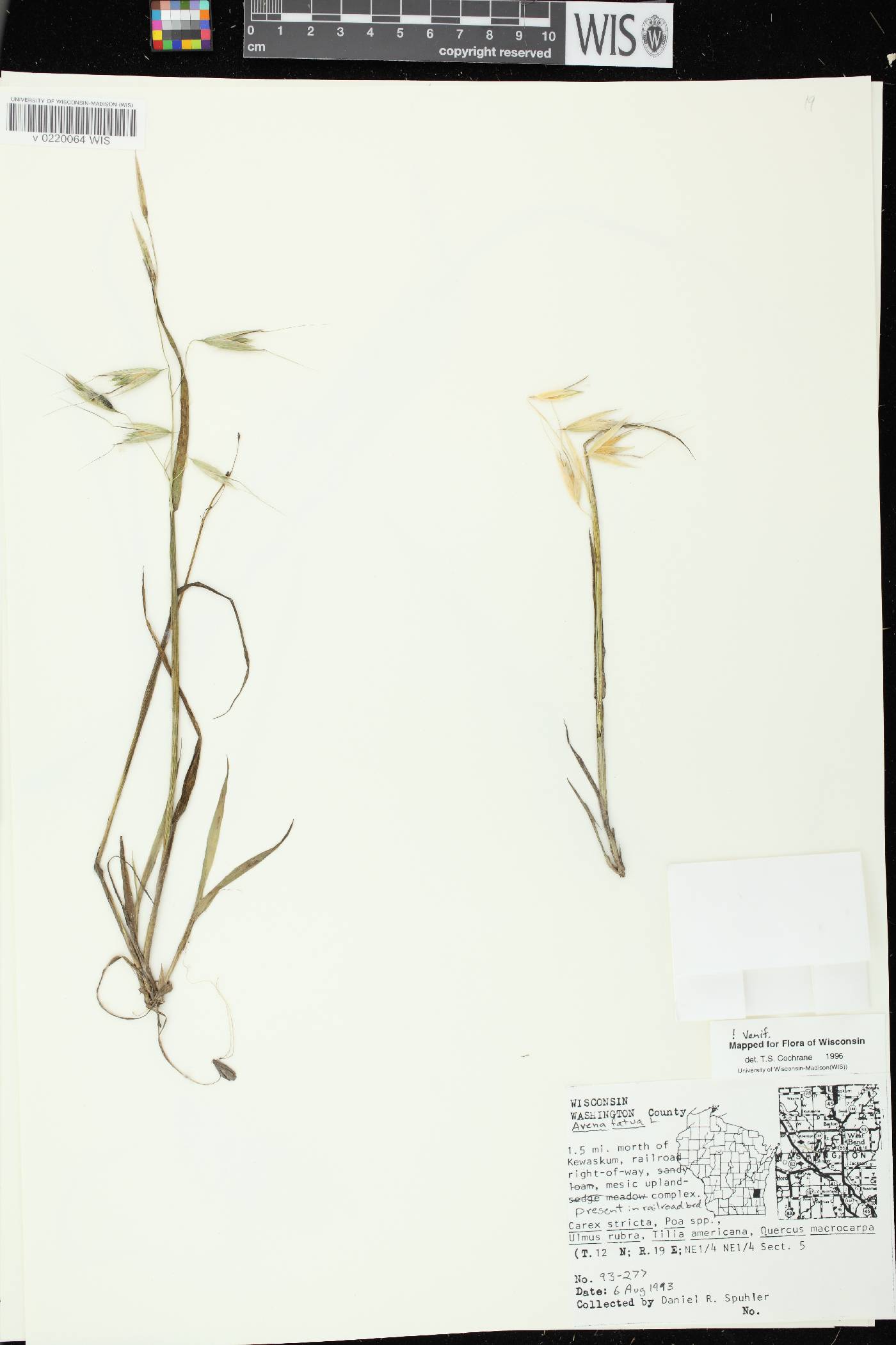 Avena fatua image