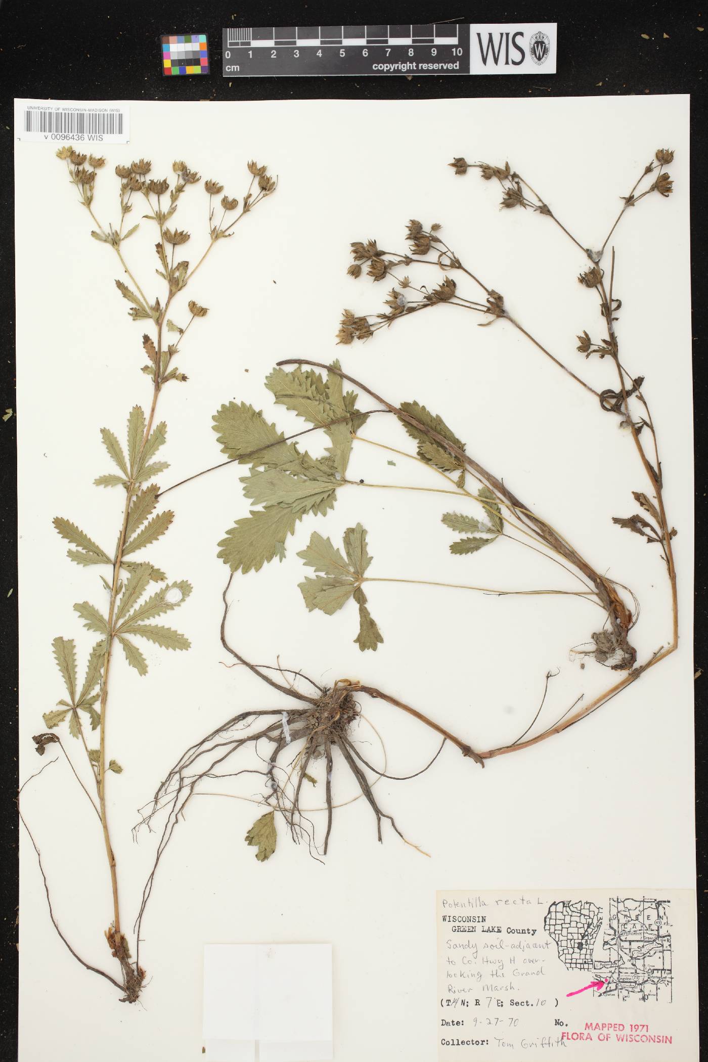 Potentilla recta image
