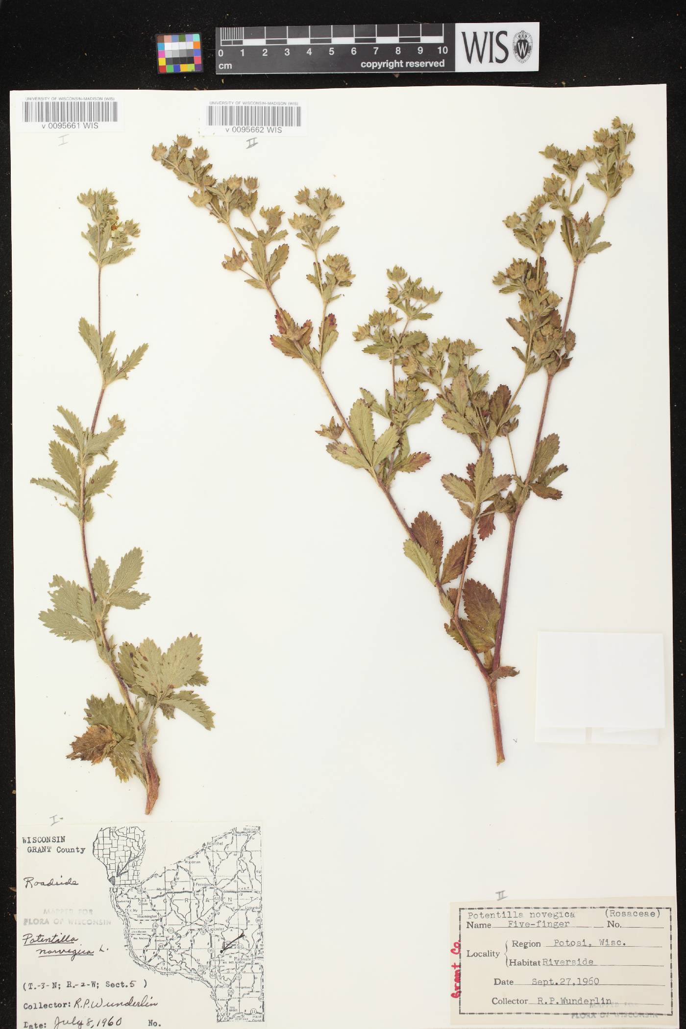 Potentilla norvegica image