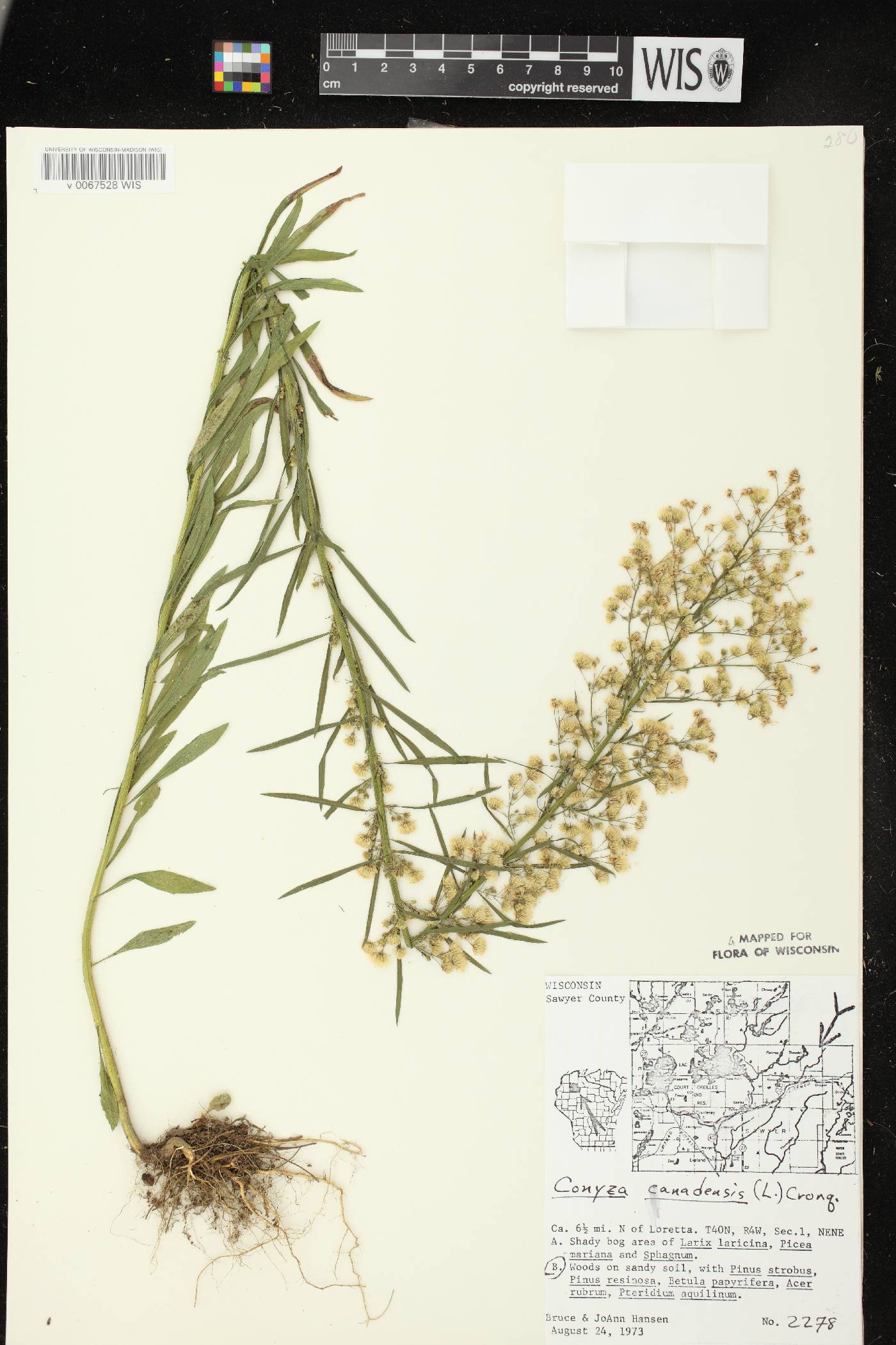 Conyza canadensis image
