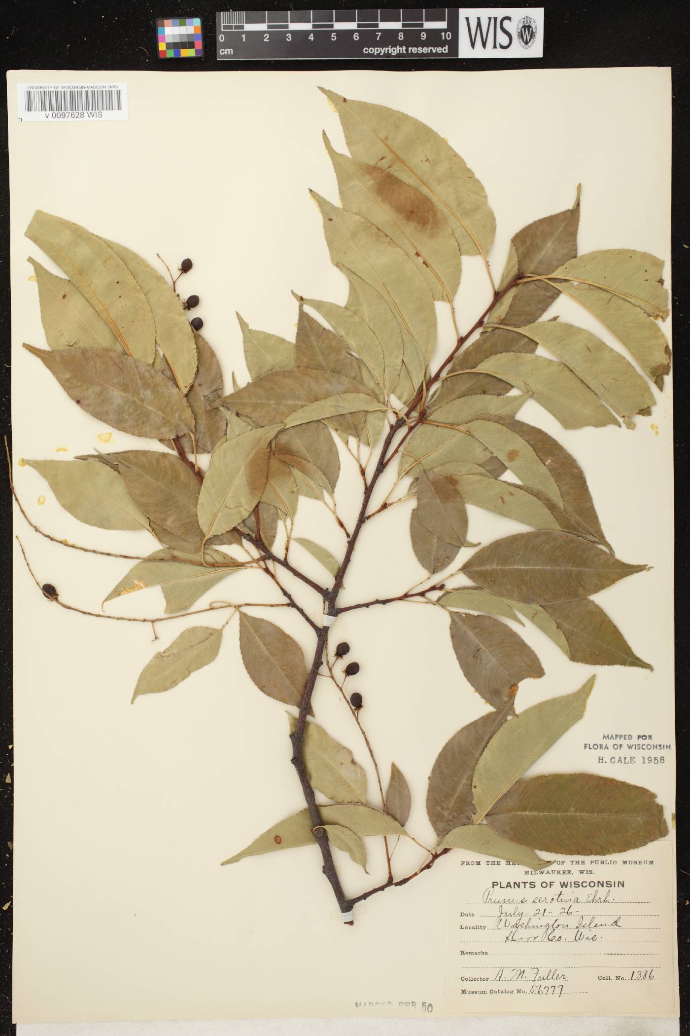 Prunus serotina var. serotina image
