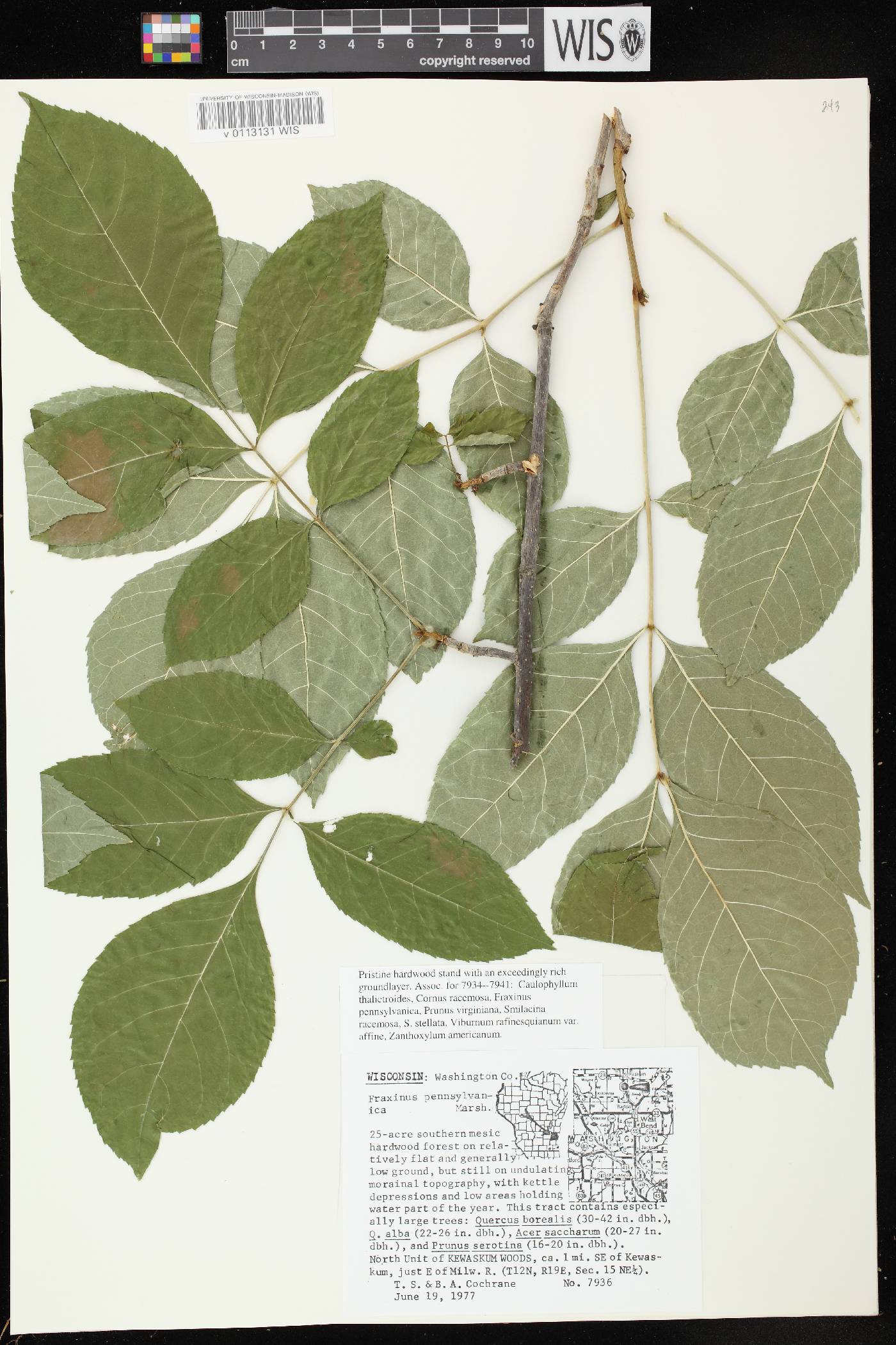 Fraxinus pennsylvanica image