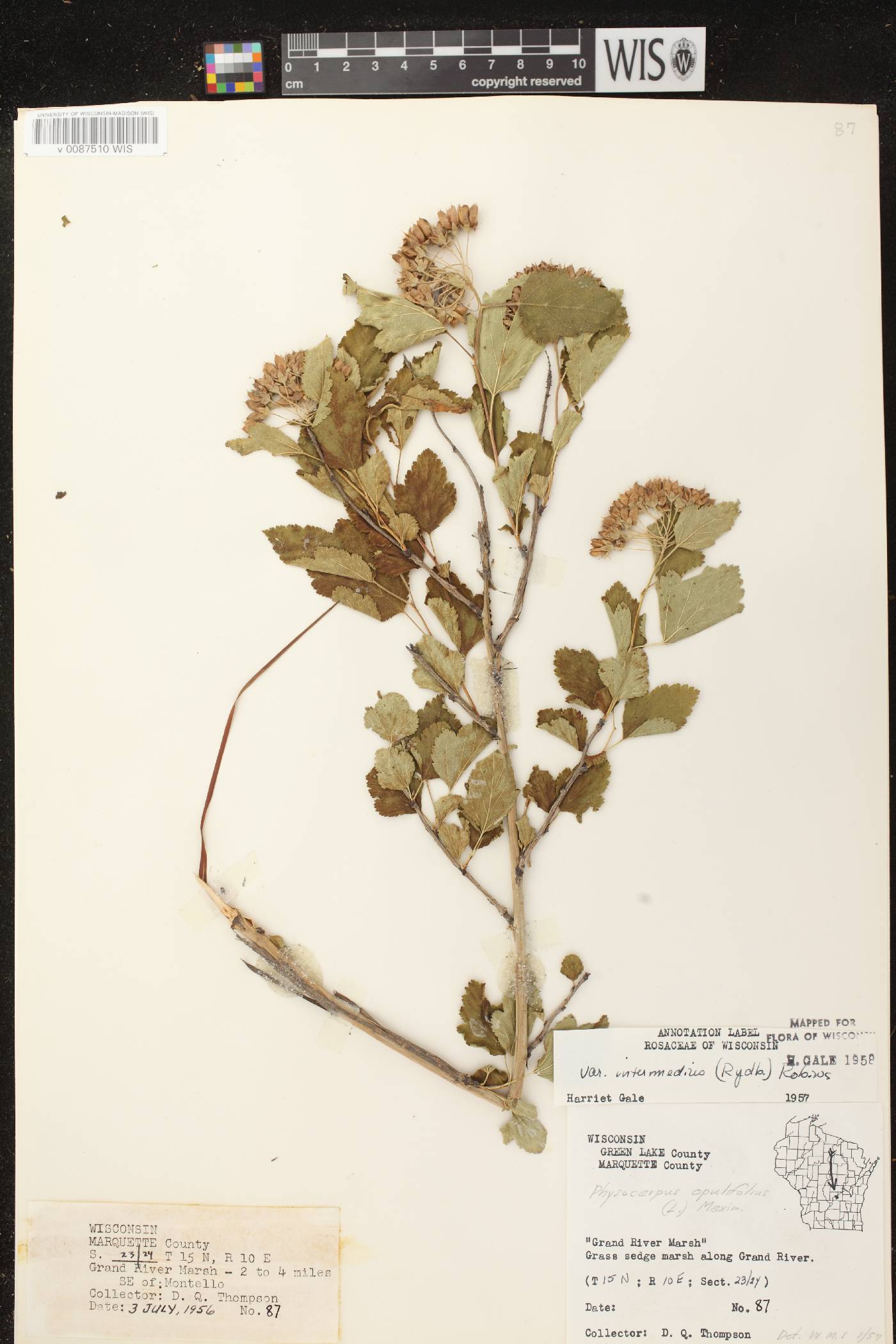 Physocarpus intermedius image