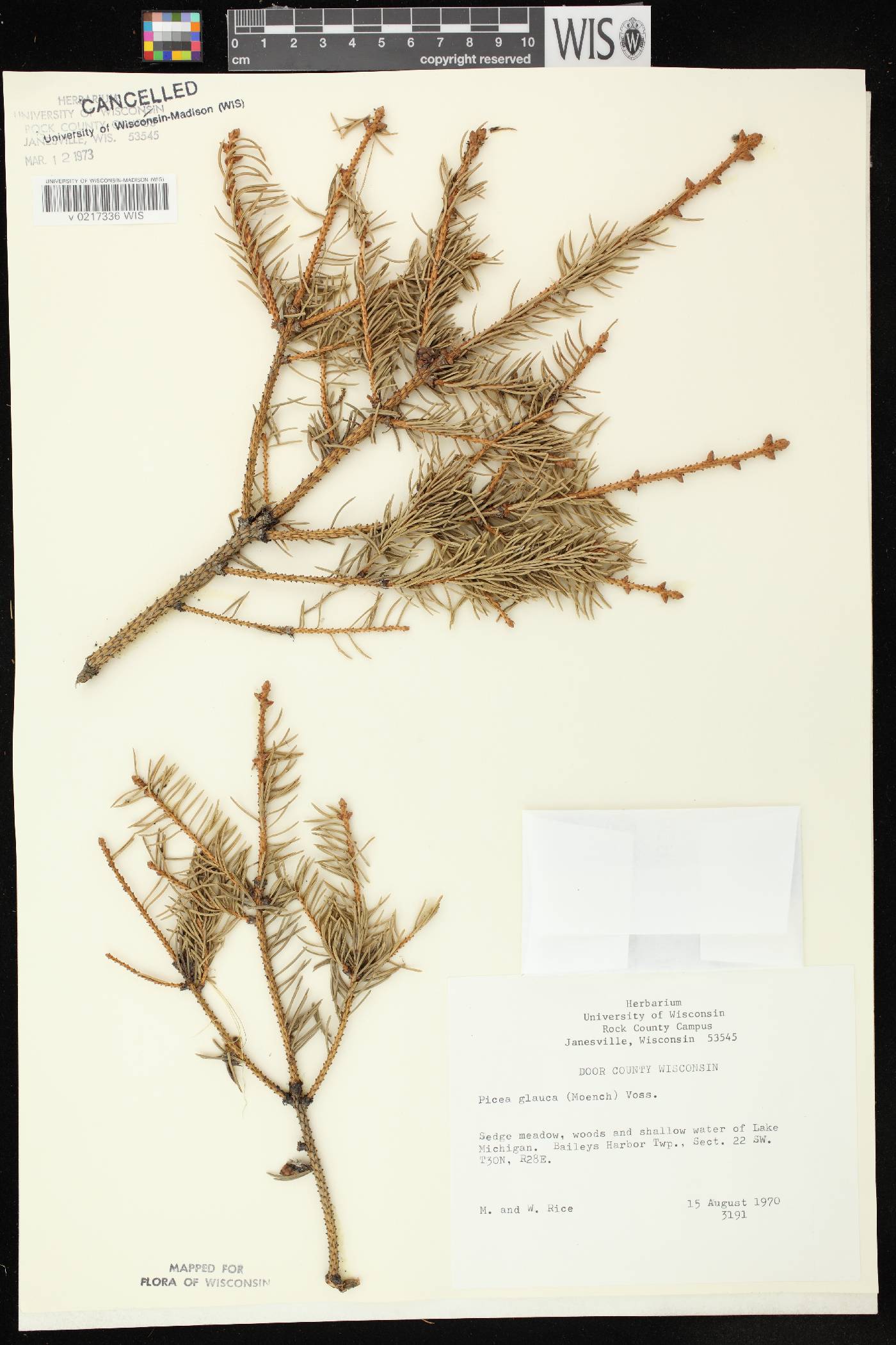 Picea glauca image