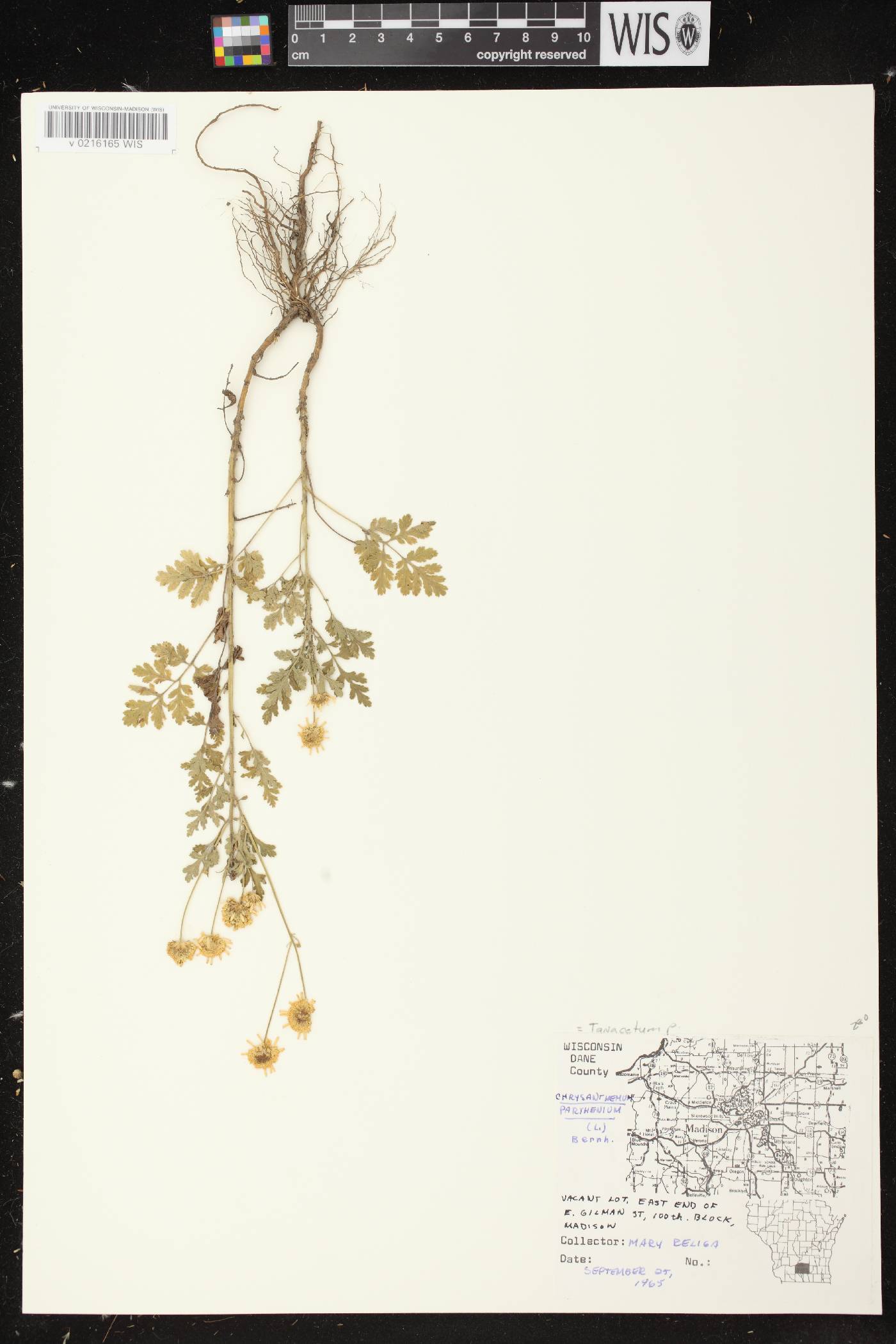 Tanacetum parthenium image