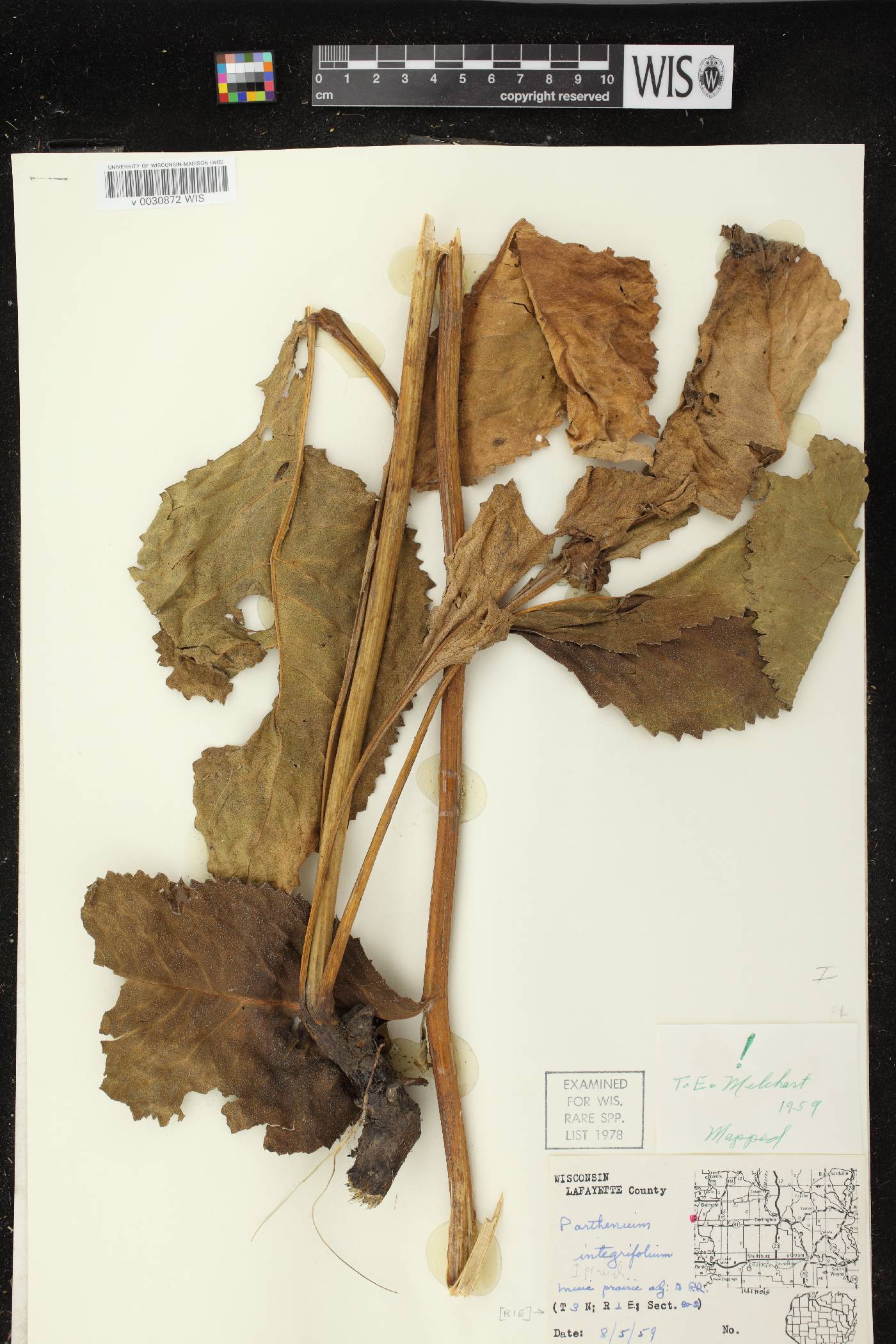 Parthenium integrifolium image