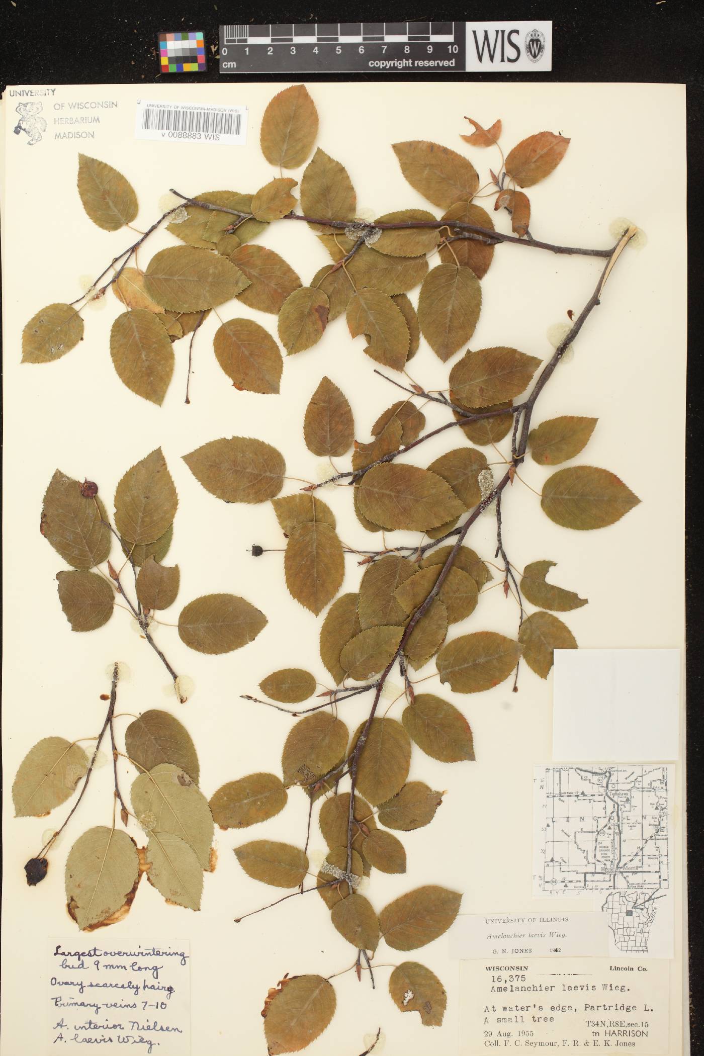 Amelanchier laevis image