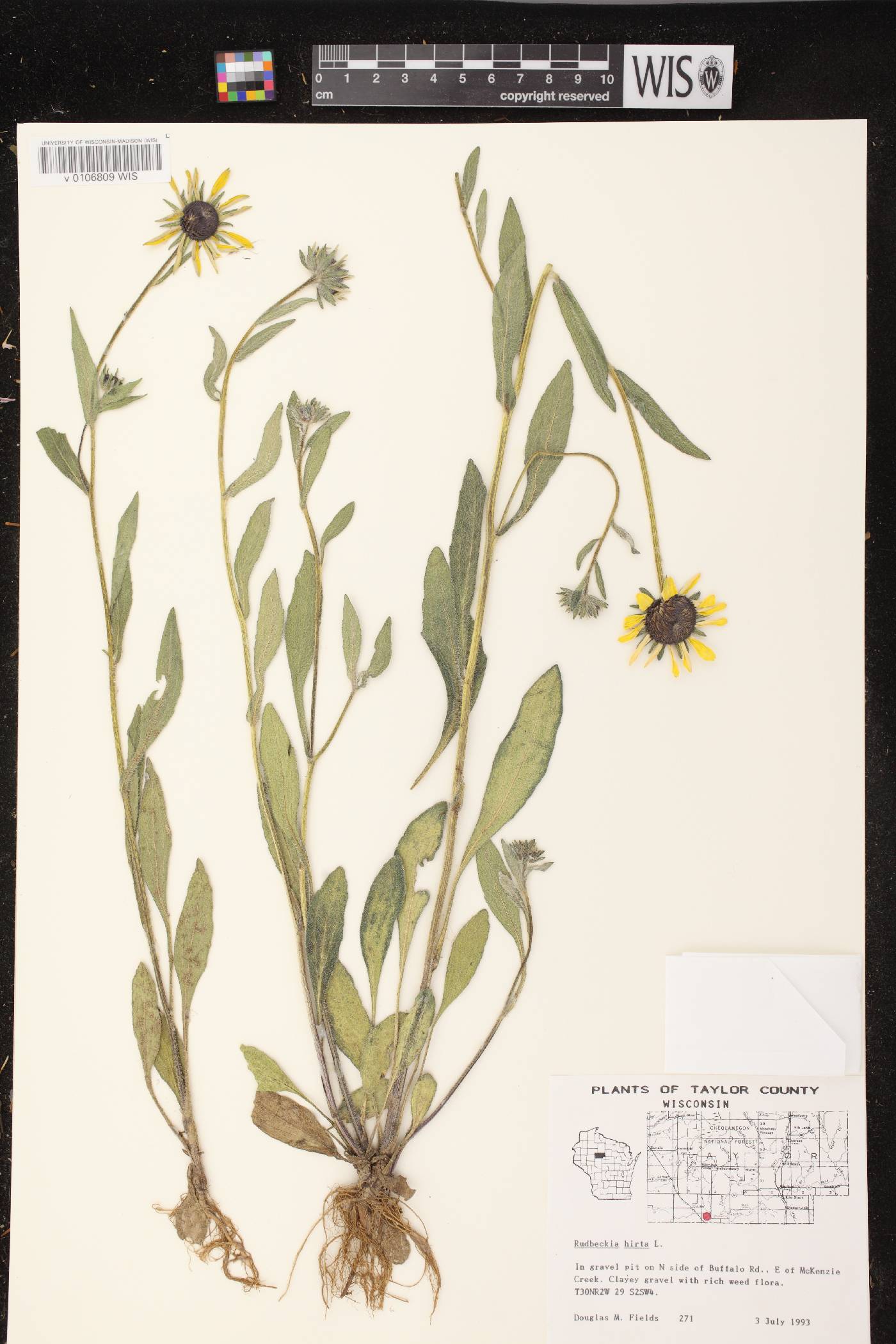 Rudbeckia hirta image
