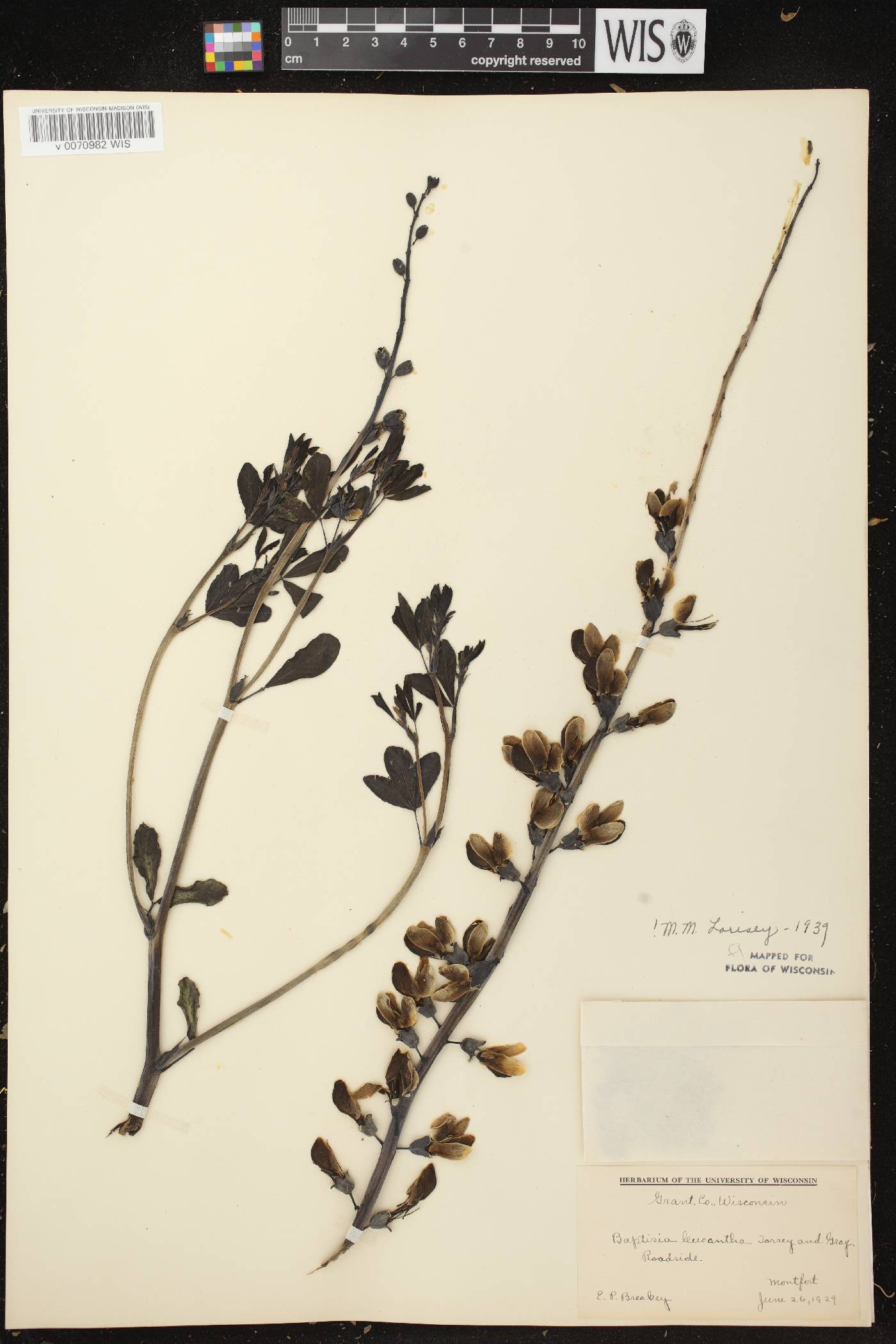 Baptisia lactea image