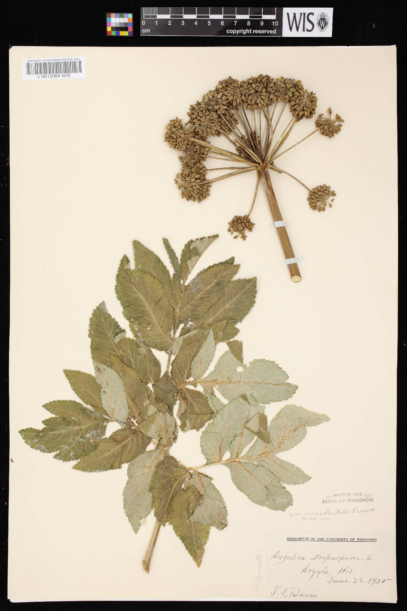 Angelica atropurpurea var. occidentalis image
